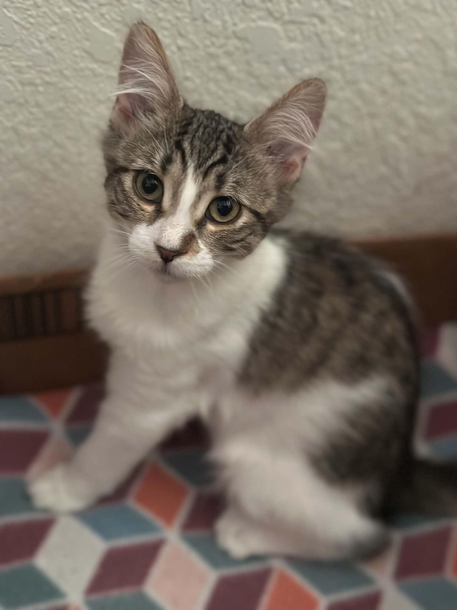 Sour Cream, Adoptable, Kitten Female Tabby.