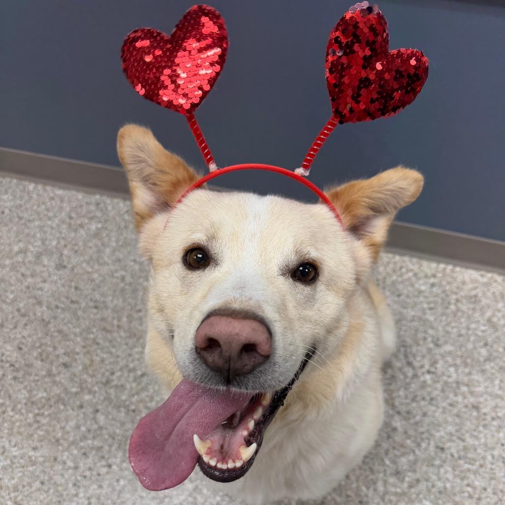 Enlarge Biscuit, a Adoptable mixed breed in Detroit Lakes, MN image 1/6