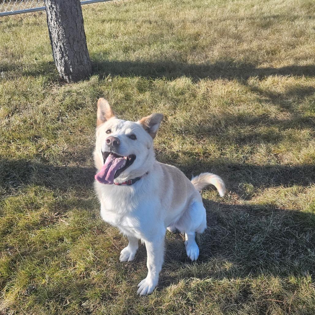 Enlarge Biscuit, a Adoptable mixed breed in Detroit Lakes, MN image 3/6