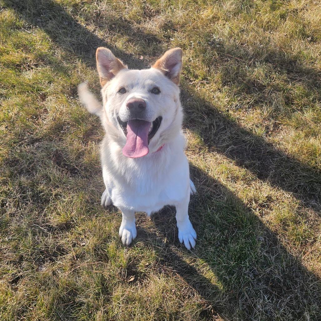 Enlarge Biscuit, a Adoptable mixed breed in Detroit Lakes, MN image 4/6