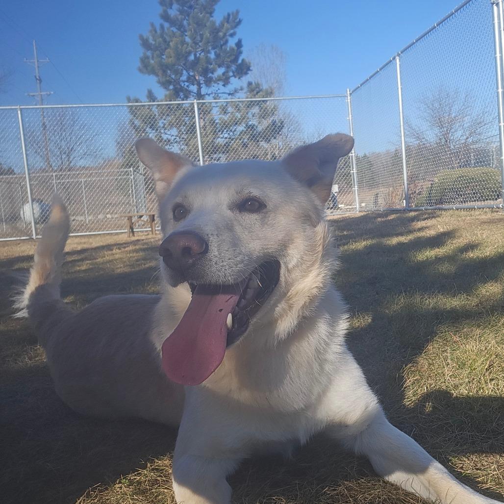 Enlarge Biscuit, a Adoptable mixed breed in Detroit Lakes, MN image 6/6