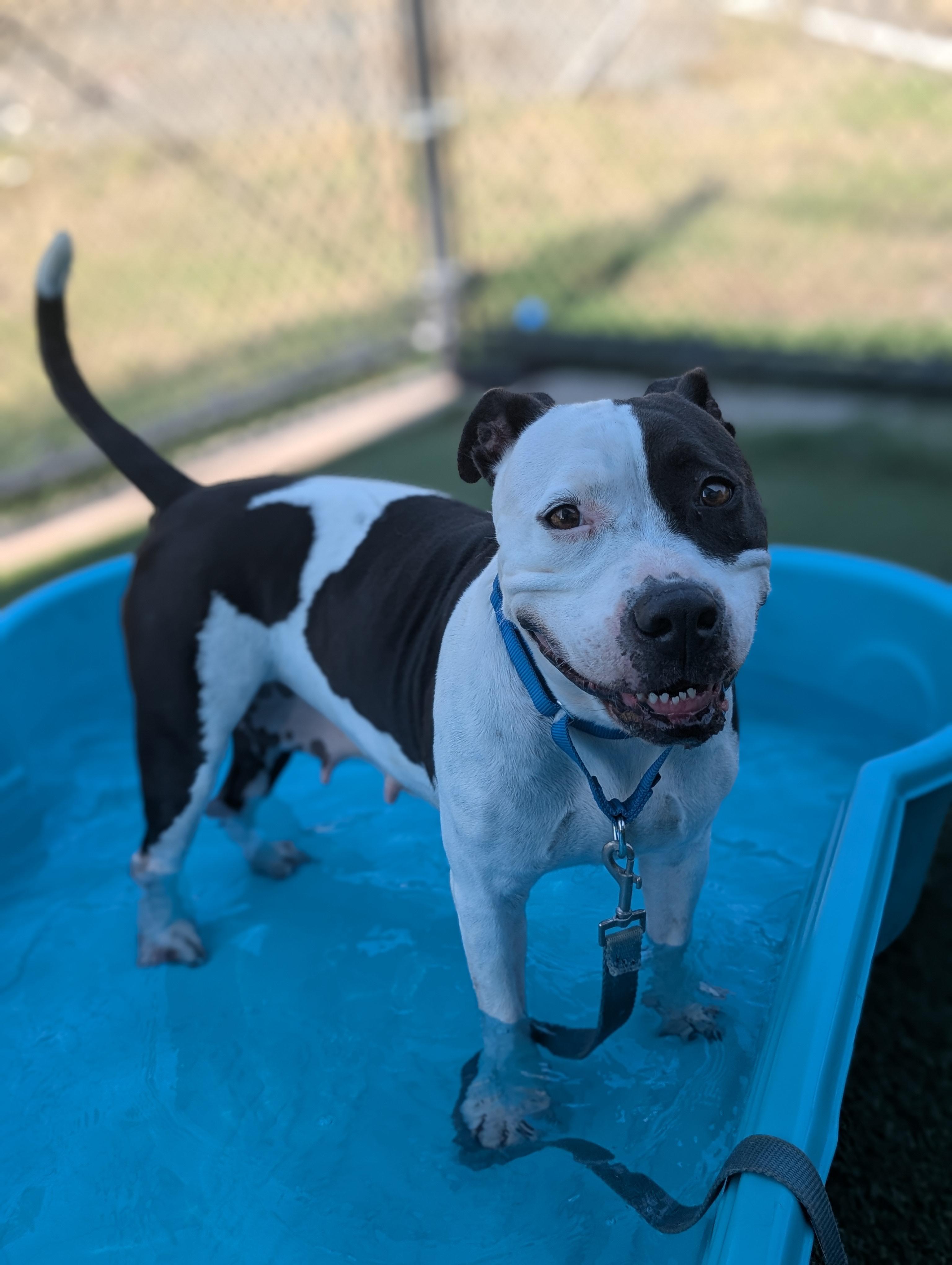 Bonita **Courtesy Post. Out of town pet. See below for details**