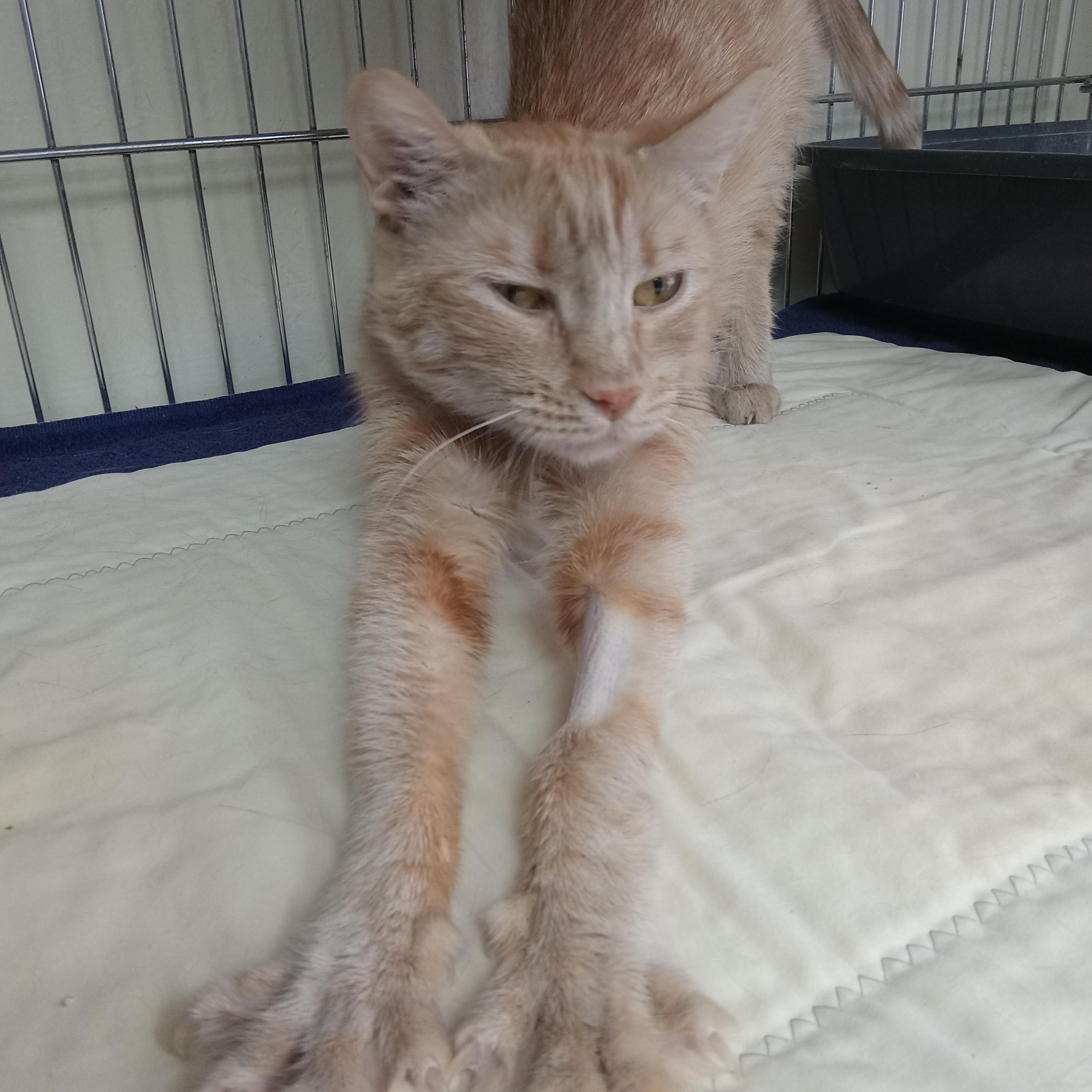 Stromboli, a Adoptable mixed breed in Yuma, AZ image 2/3