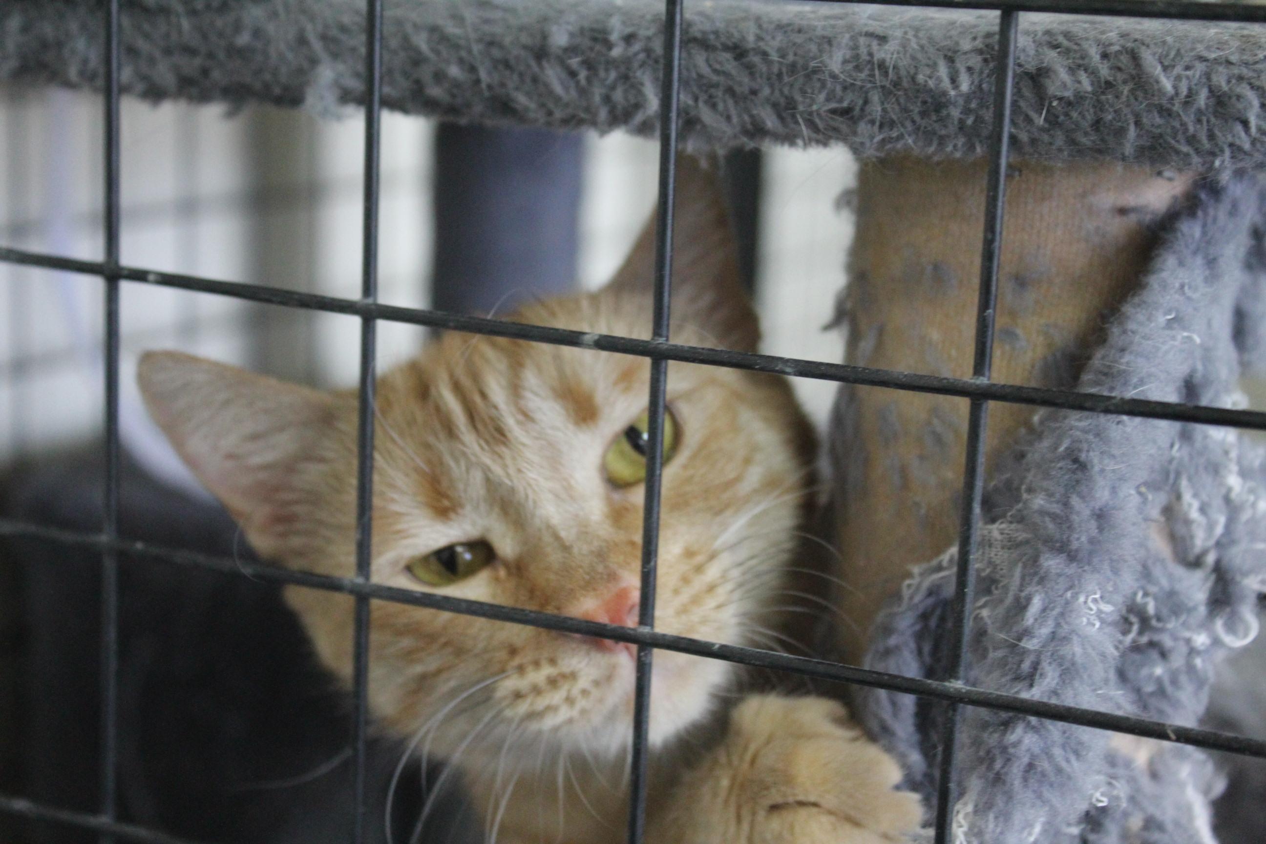 Stromboli, Adoptable, Adult Female American Shorthair.