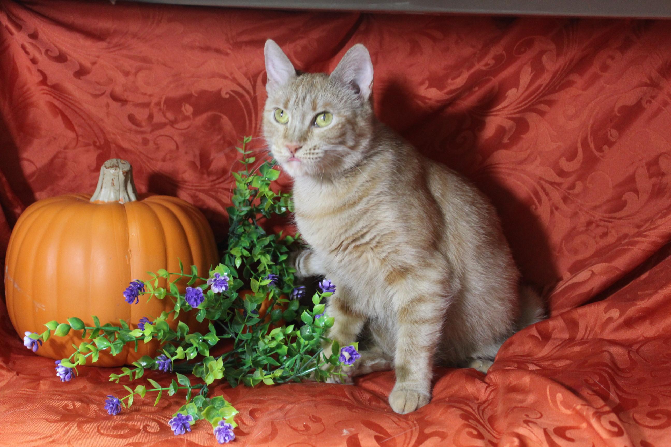 Strombolie, an adoptable American Shorthair in Yuma, AZ, 85364 | Photo Image 3