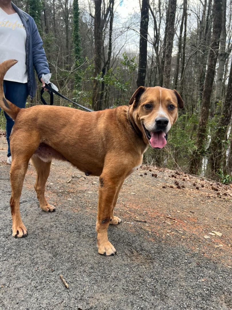 Franklin, a Adoptable mixed breed in Shelby, NC image 1/14