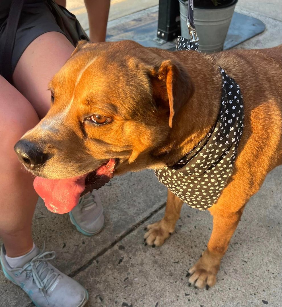 Franklin, a Adoptable mixed breed in Shelby, NC image 2/14