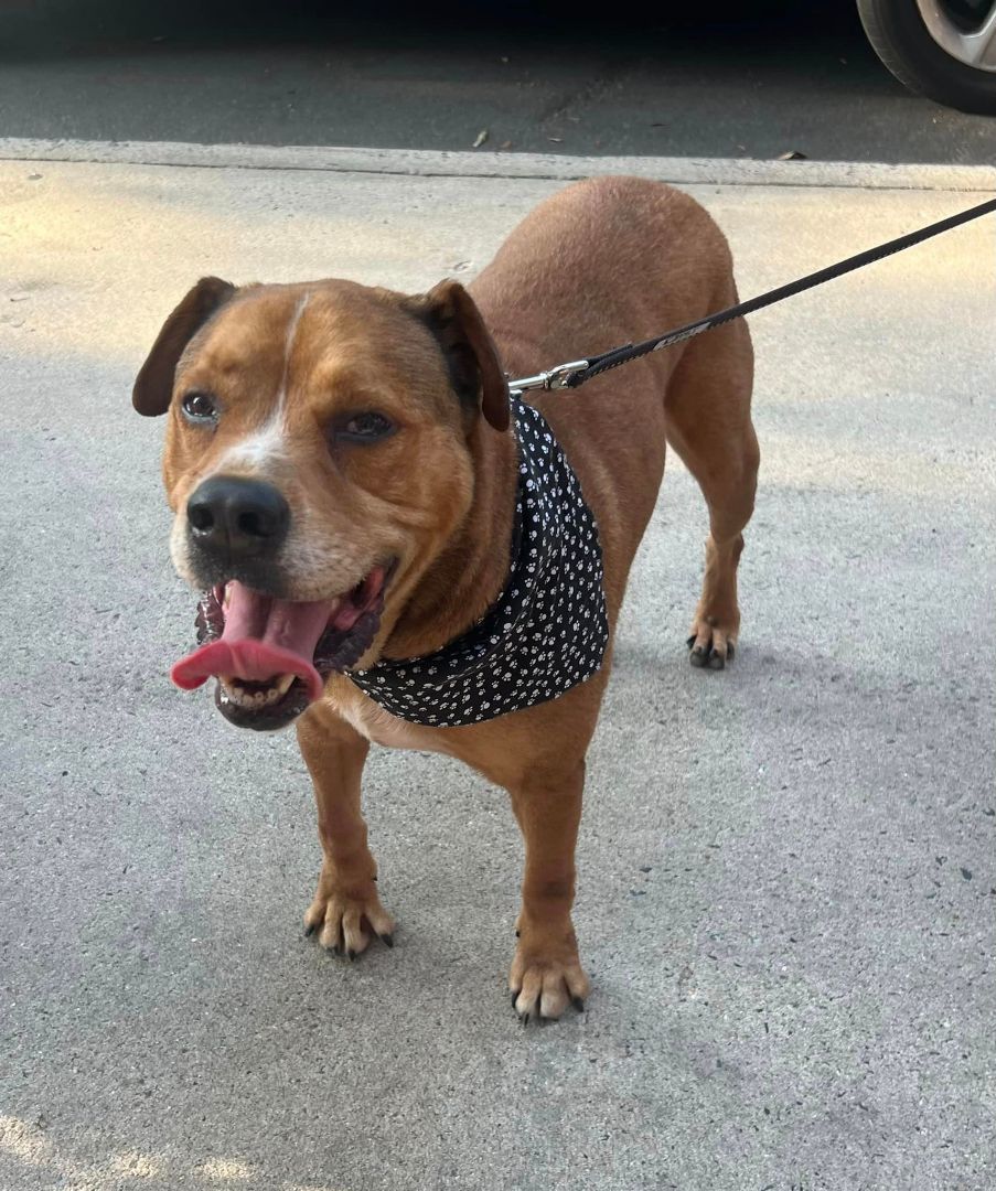 Franklin, a Adoptable mixed breed in Shelby, NC image 3/14