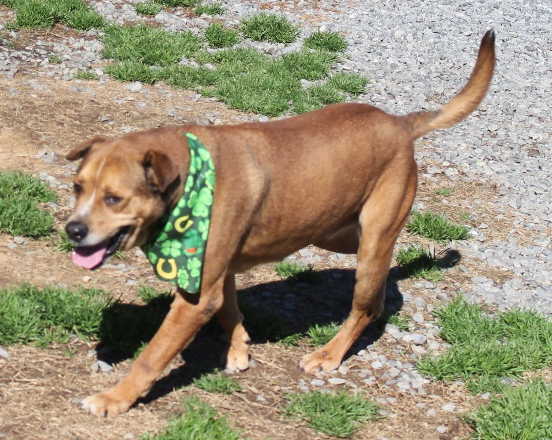 Franklin, a Adoptable mixed breed in Shelby, NC image 4/14