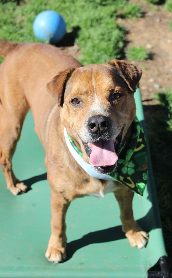 Franklin, a Adoptable mixed breed in Shelby, NC image 5/14