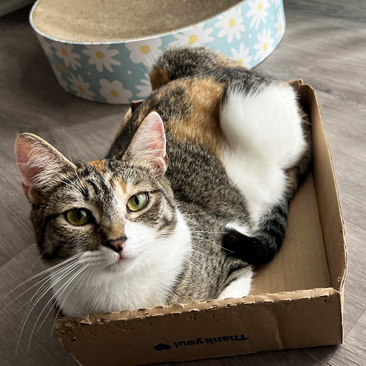 Joie, a Adoptable Domestic Short Hair in Riverside, CA image 3/5