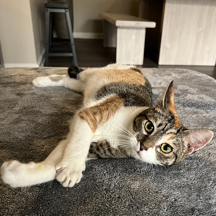 Joie, a Adoptable Domestic Short Hair in Riverside, CA image 1/5