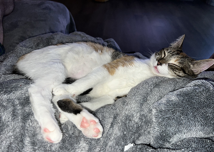 Joie, a Adoptable Domestic Short Hair in Riverside, CA image 5/5