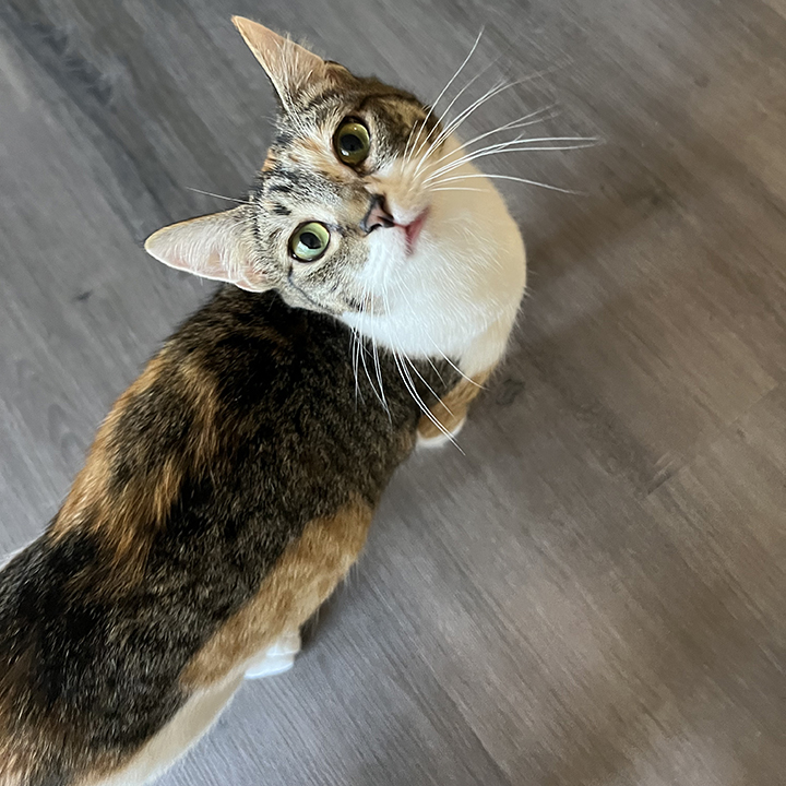 Joie, a Adoptable Domestic Short Hair in Riverside, CA image 2/5