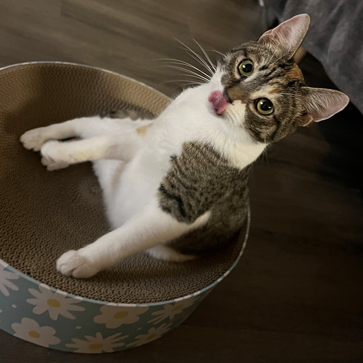 Joie, a Adoptable Domestic Short Hair in Riverside, CA image 4/5