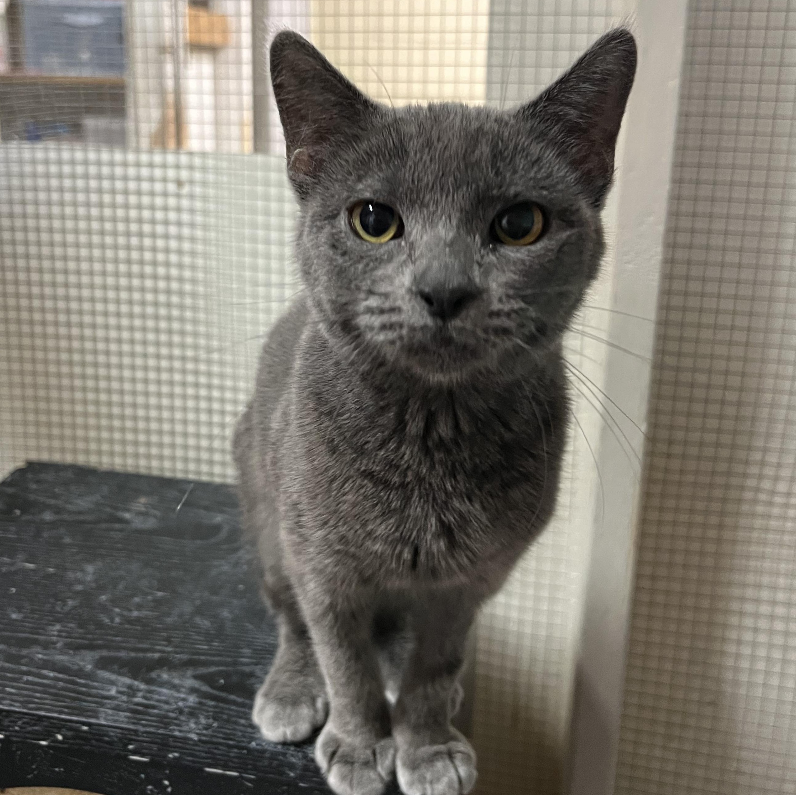 Lala, Adoptable, Young Female Domestic Short Hair.