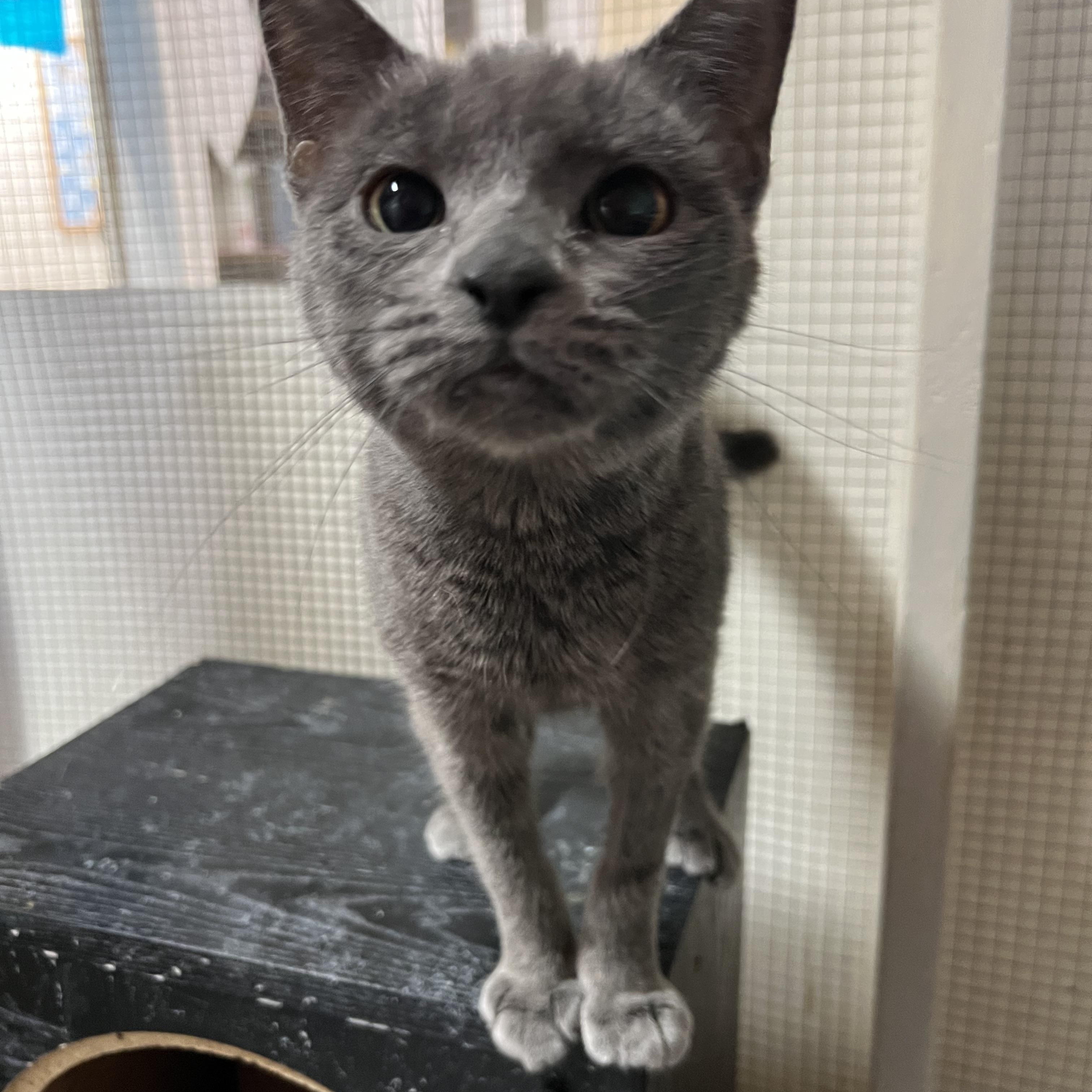 Enlarge Lala, a Adoptable mixed breed in Spencer, IA image 2/2
