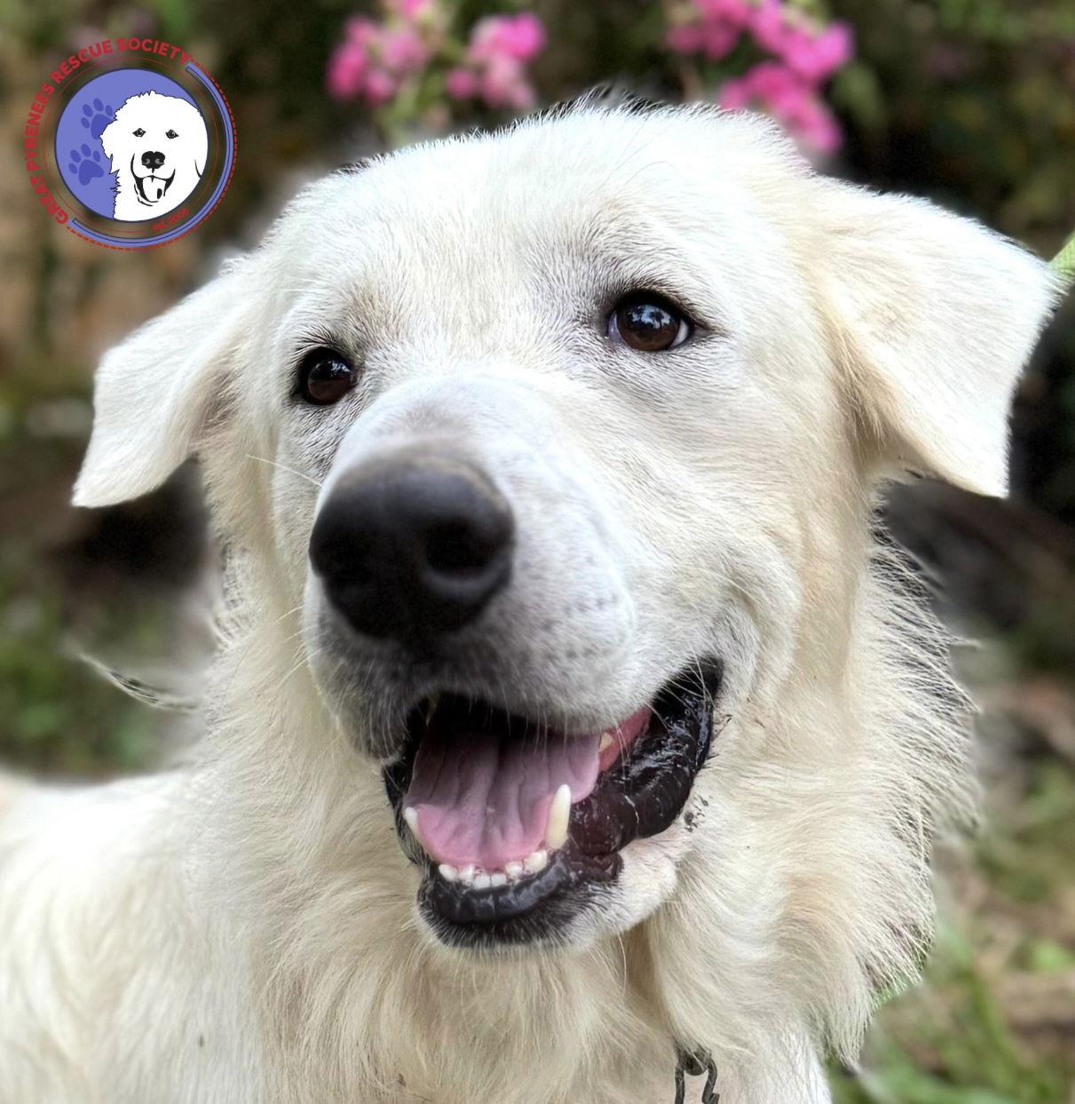 Enlarge James, a Adoptable Great Pyrenees in Spring, TX image 1/3