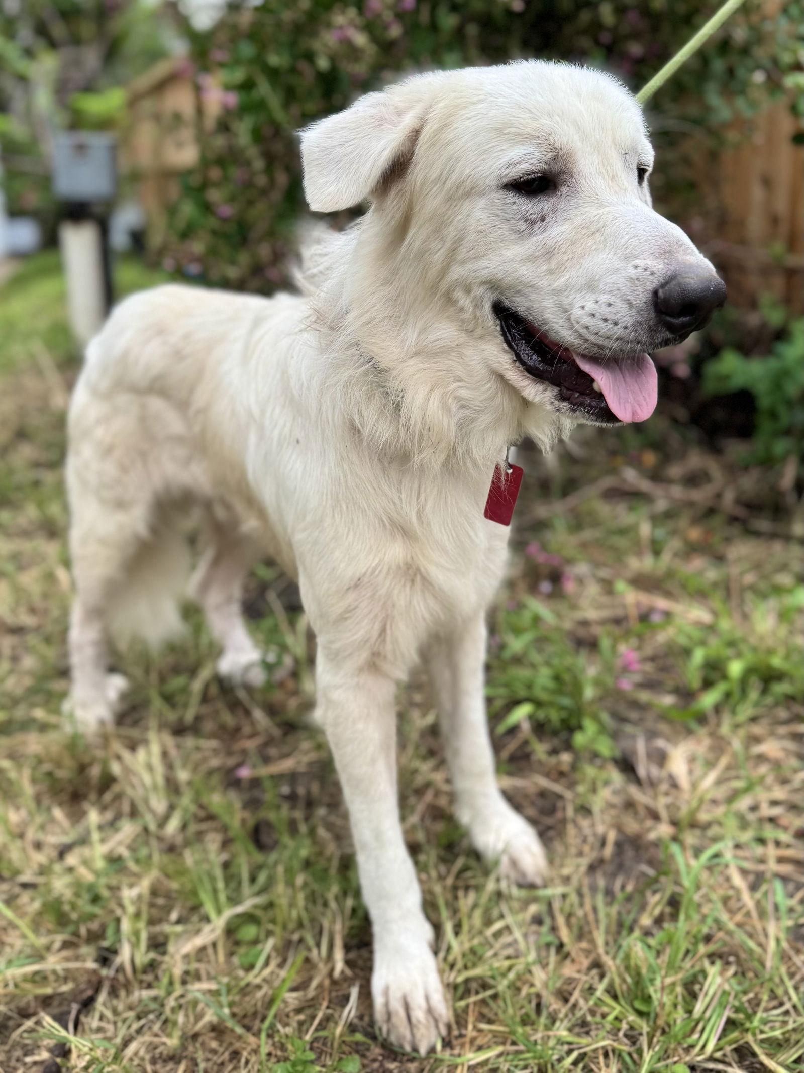 Enlarge James, a Adoptable Great Pyrenees in Spring, TX image 2/3