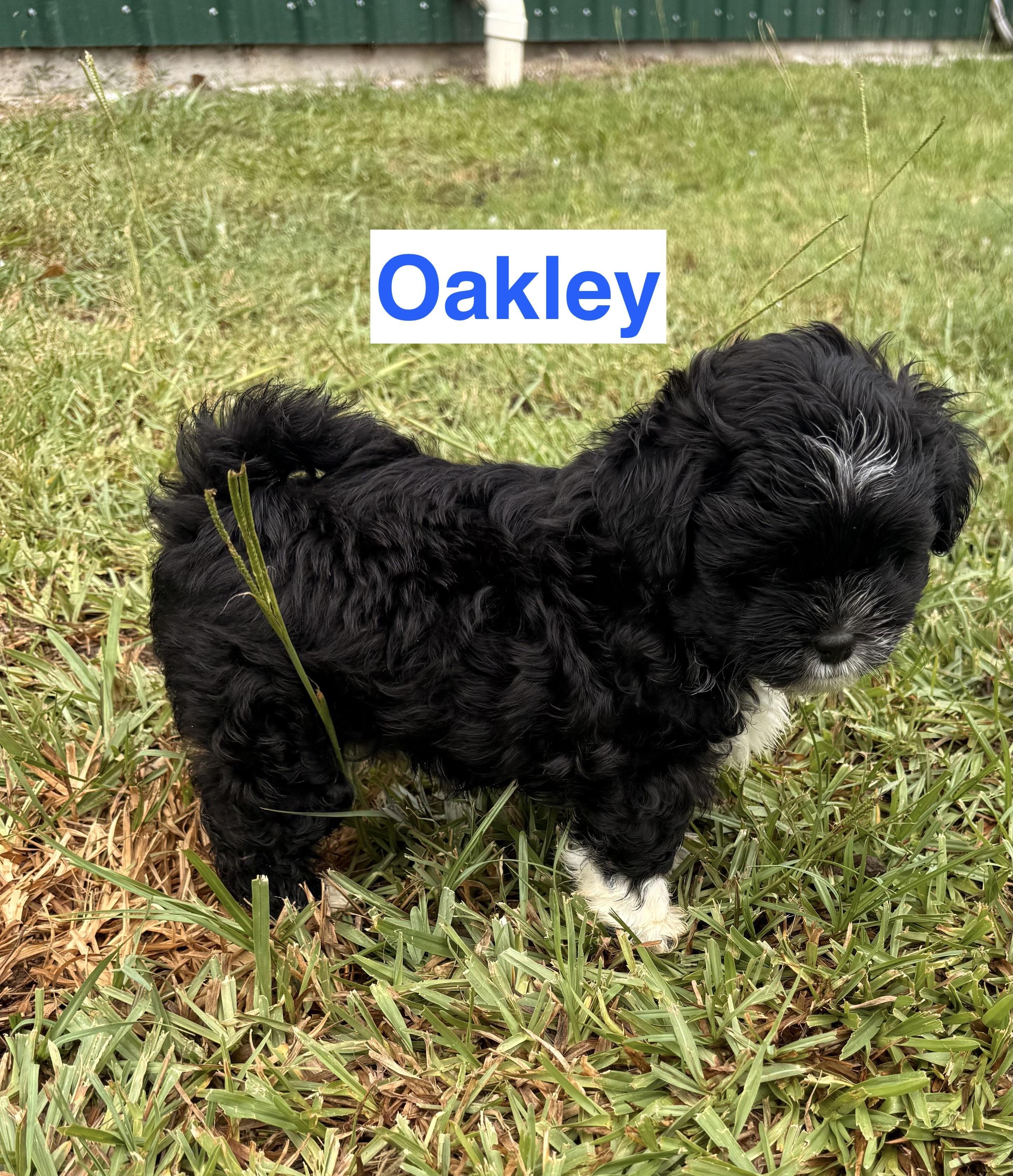 Enlarge Puppies, Puppies, Puppies, an adopted Shih Tzu in Charlotte, NC image 5/5