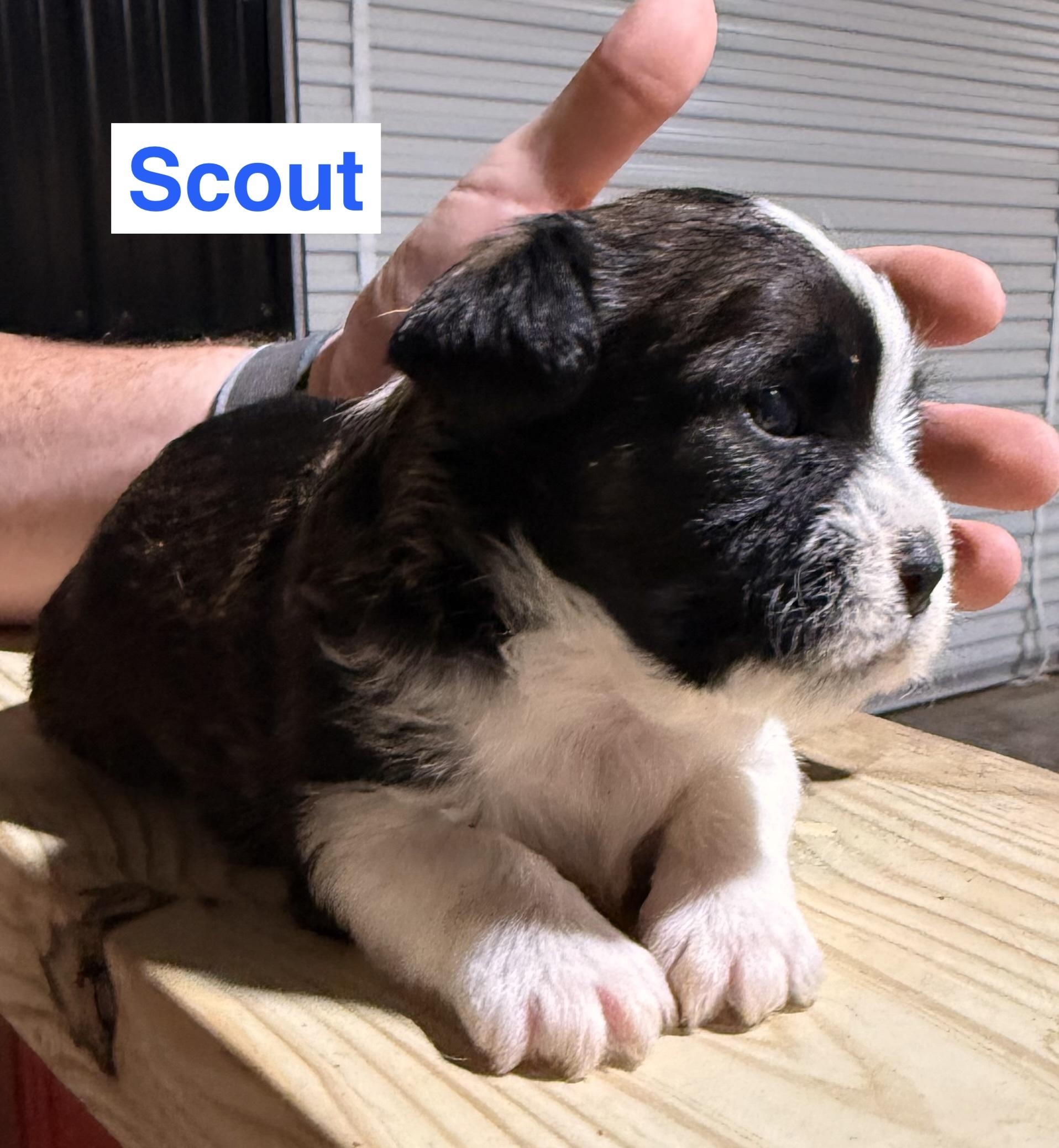 Enlarge Puppies, Puppies, Puppies, an adopted Shih Tzu in Charlotte, NC image 3/5