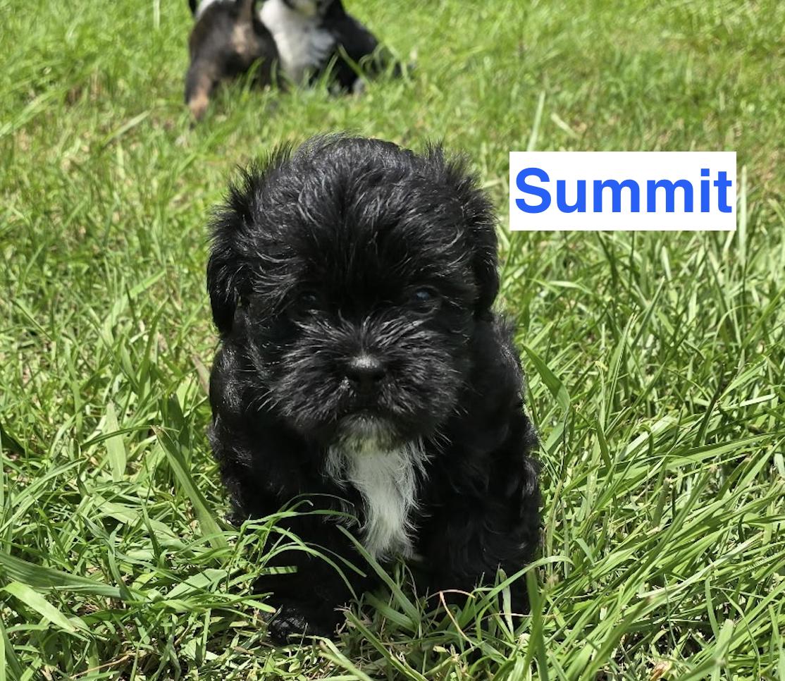 Enlarge Puppies, Puppies, Puppies, an adopted Shih Tzu in Charlotte, NC image 4/5