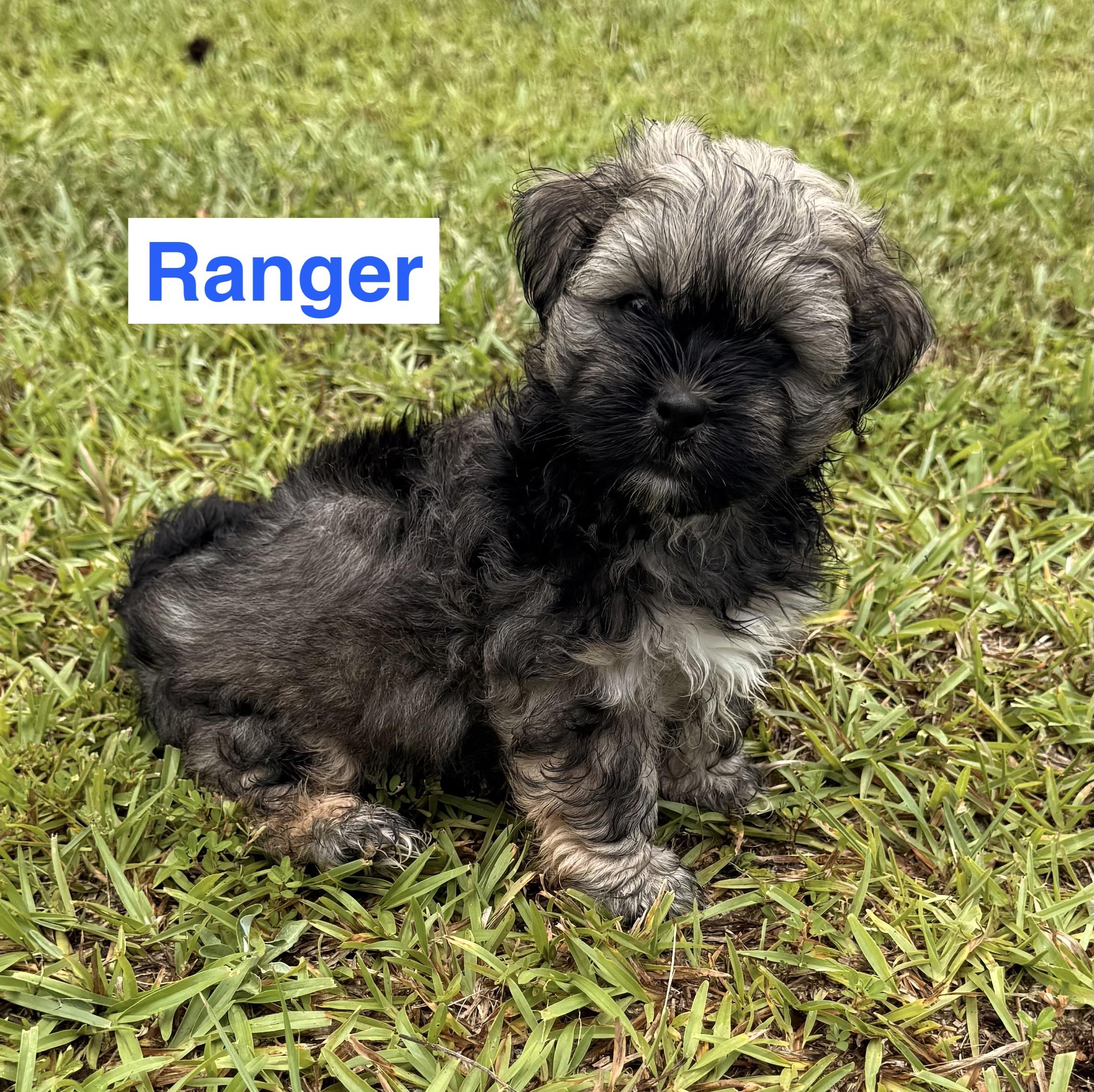 Puppies, Puppies, Puppies, adopted, Puppy Male Shih Tzu.