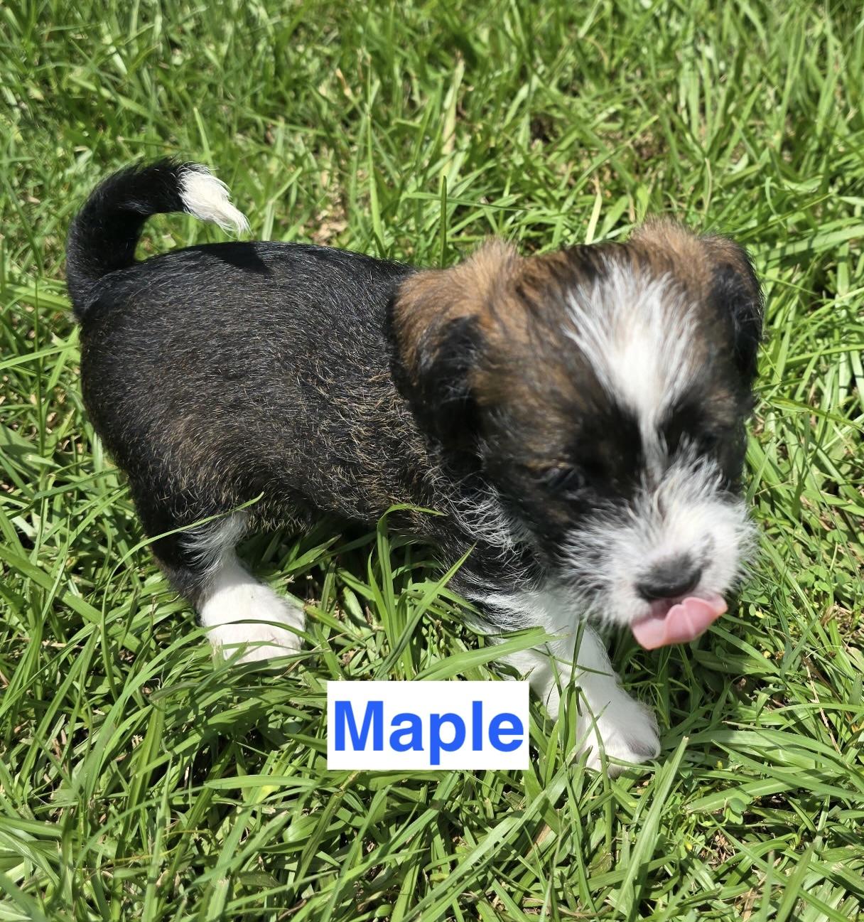 Enlarge Puppies, Puppies, Puppies, an adopted Shih Tzu in Charlotte, NC image 2/5