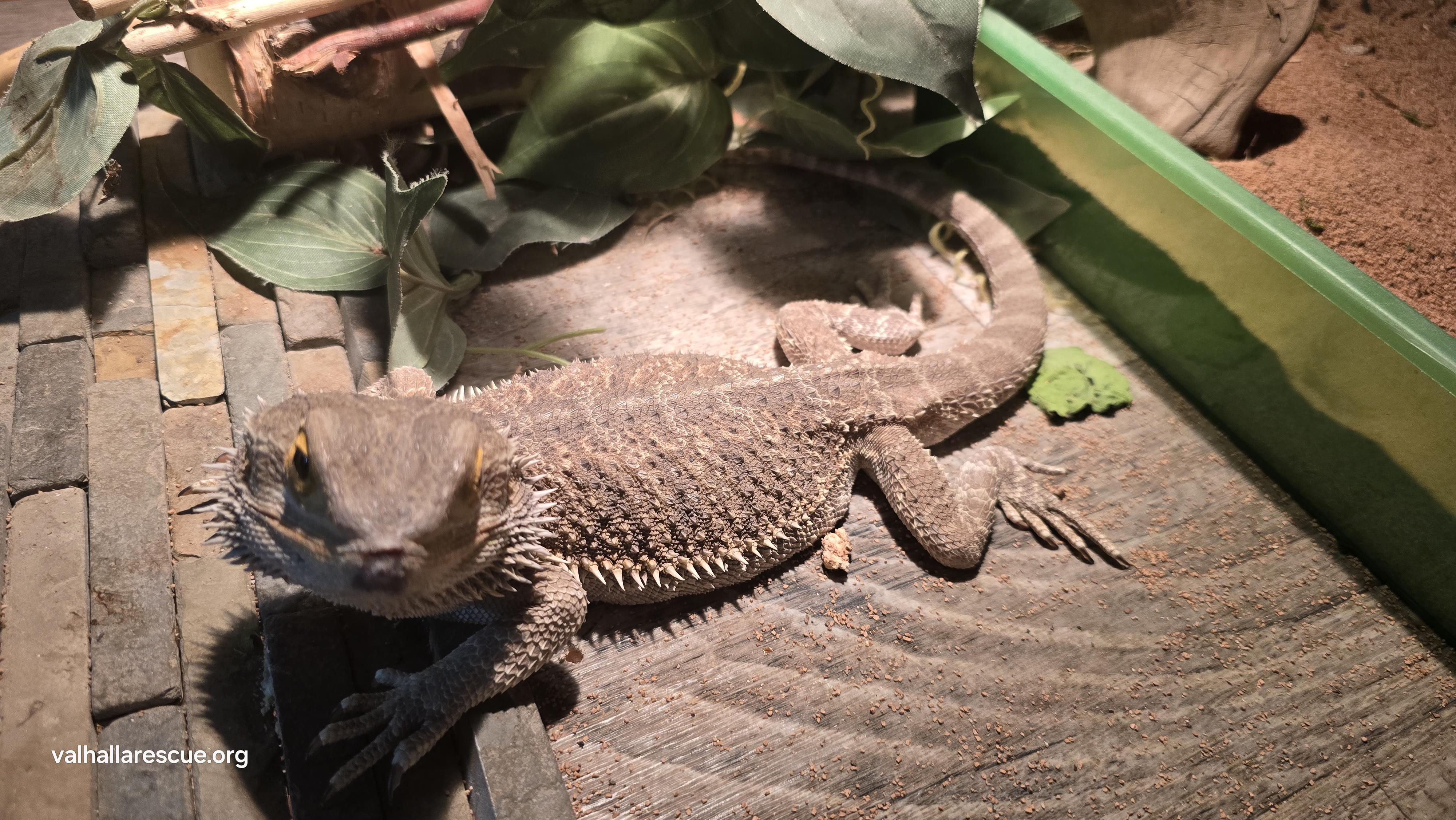 Draco & Dizzy (pair), a Adoptable Bearded Dragon in Winlock, WA image 2/4
