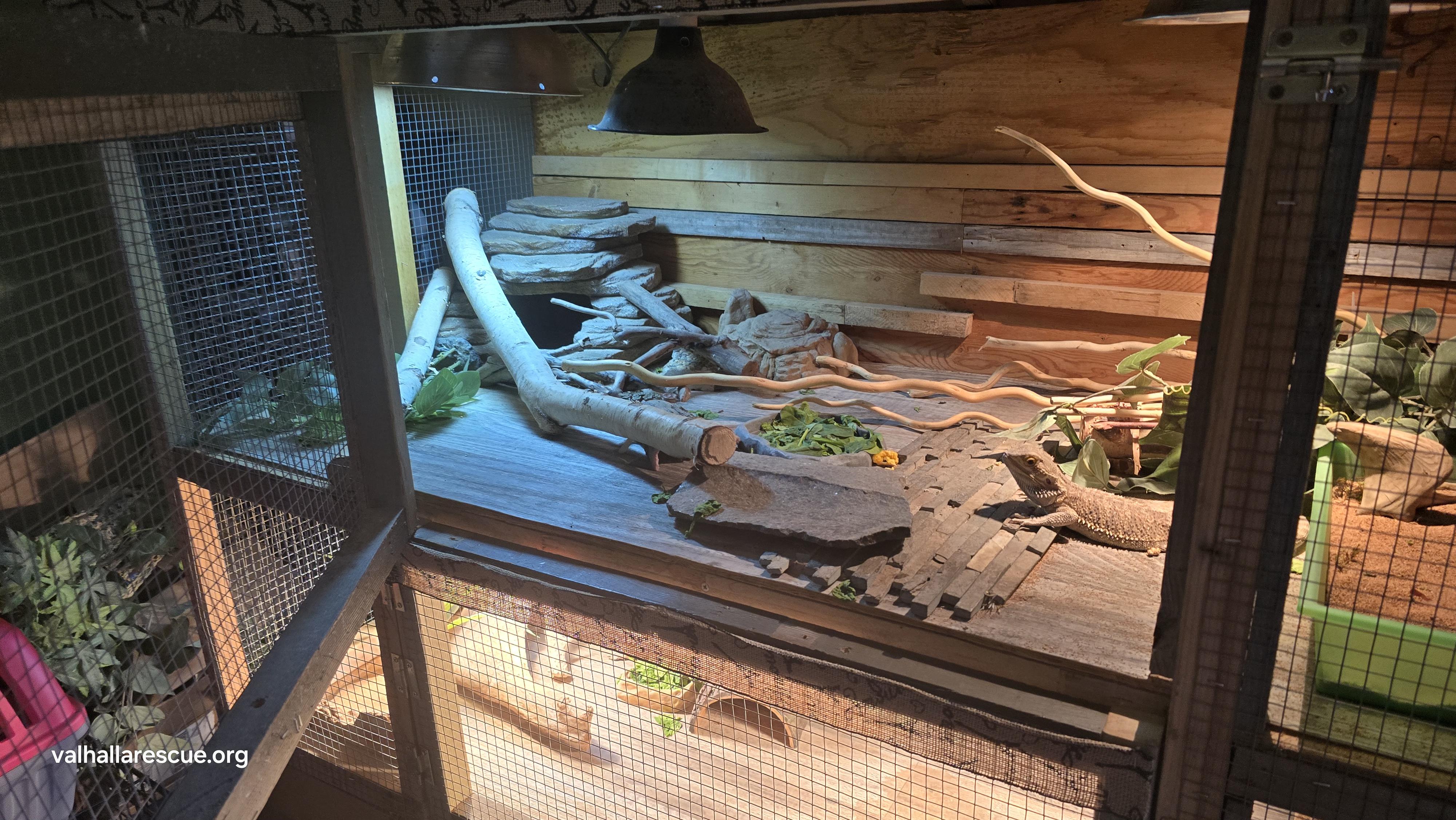 Draco & Dizzy (pair), a Adoptable Bearded Dragon in Winlock, WA image 4/4