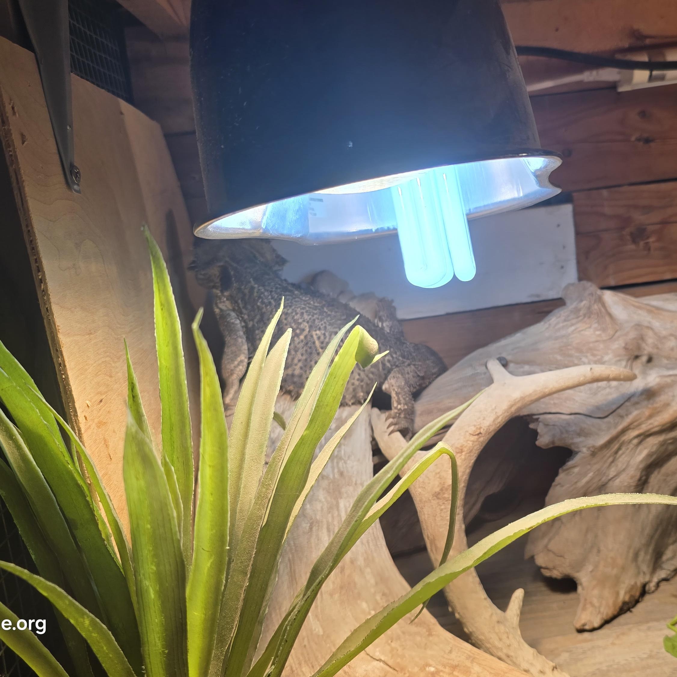 Draco & Dizzy (pair), a Adoptable Bearded Dragon in Winlock, WA image 3/4