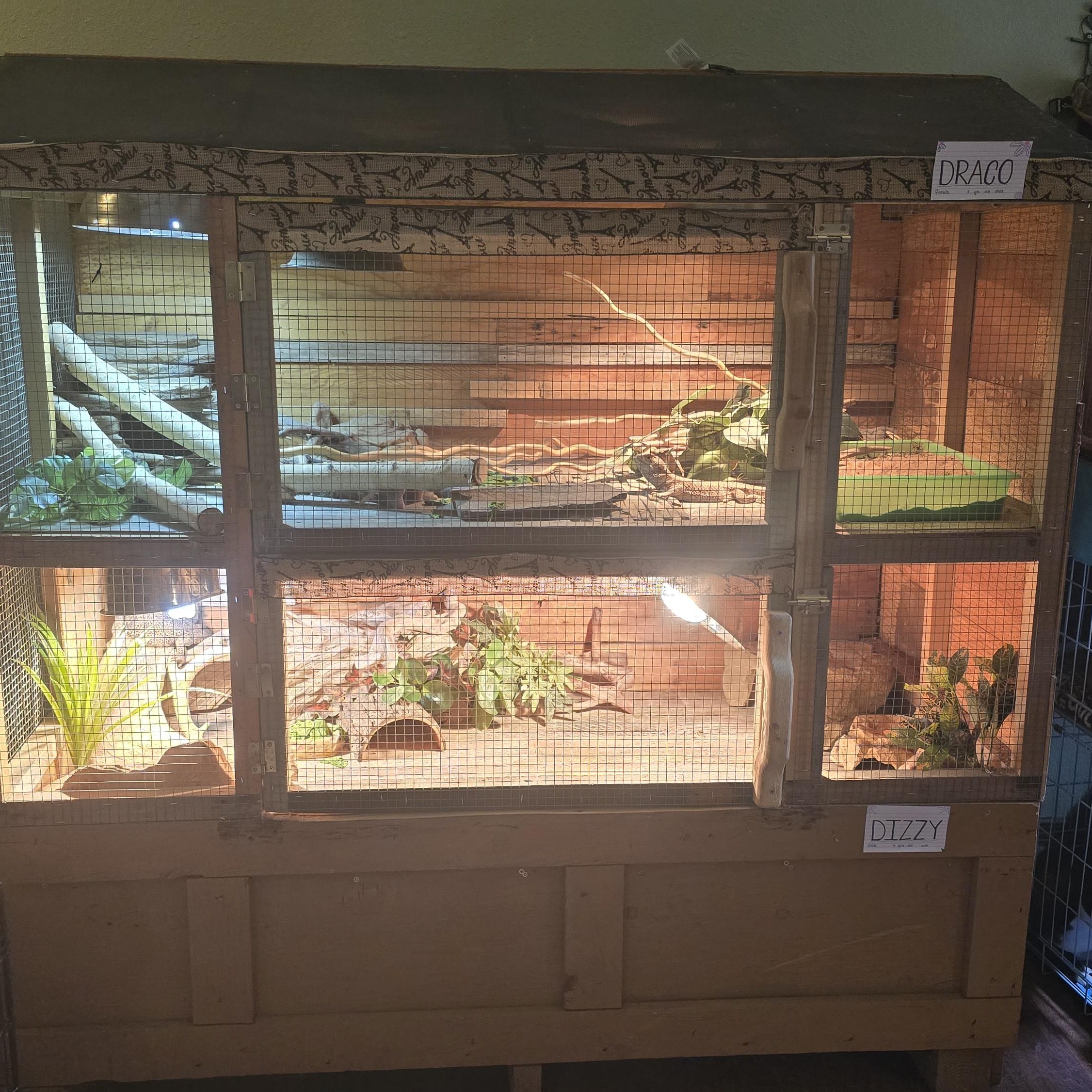 Draco & Dizzy (pair), Adoptable, Adult Male Bearded Dragon.