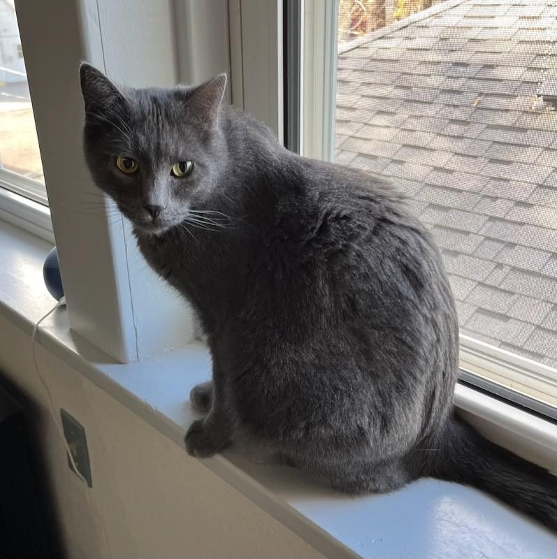 Enlarge Smokey, a Adopted Russian Blue in Cheyenne, WY image 1/1