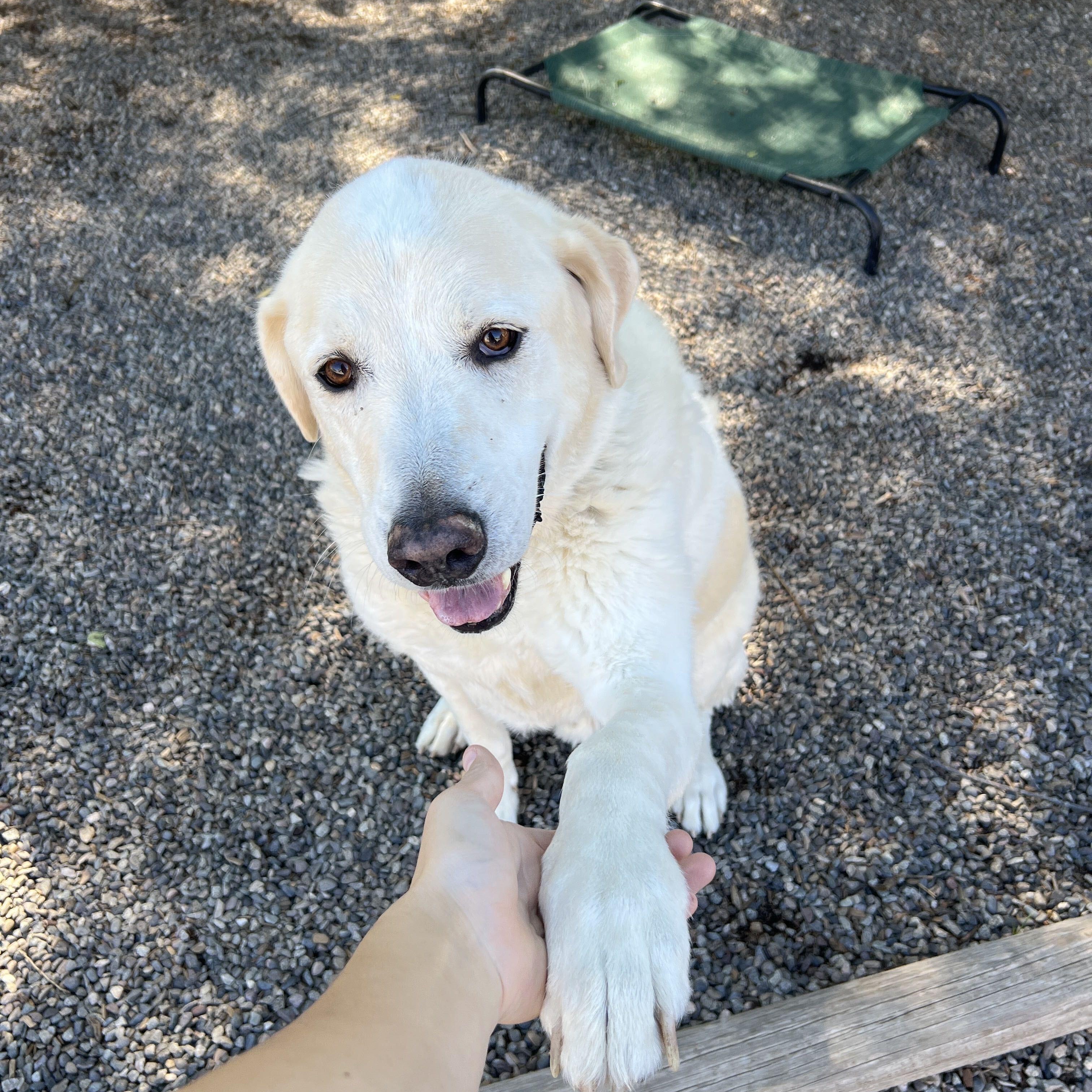 Enlarge Koda - Delta, a Adopted mixed breed in Delta, CO image 2/6
