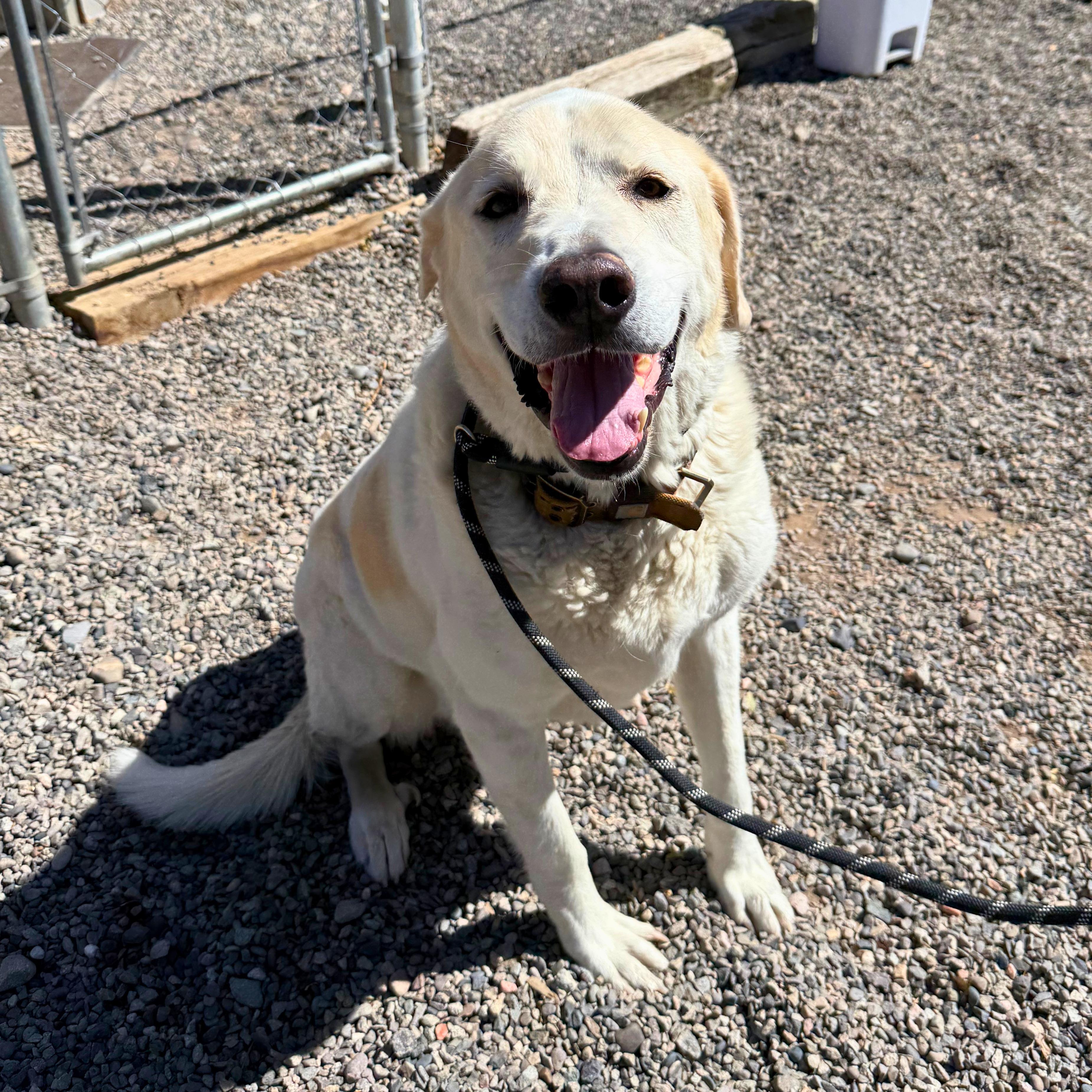 Koda - Delta, a Adoptable mixed breed in Delta, CO image 4/5