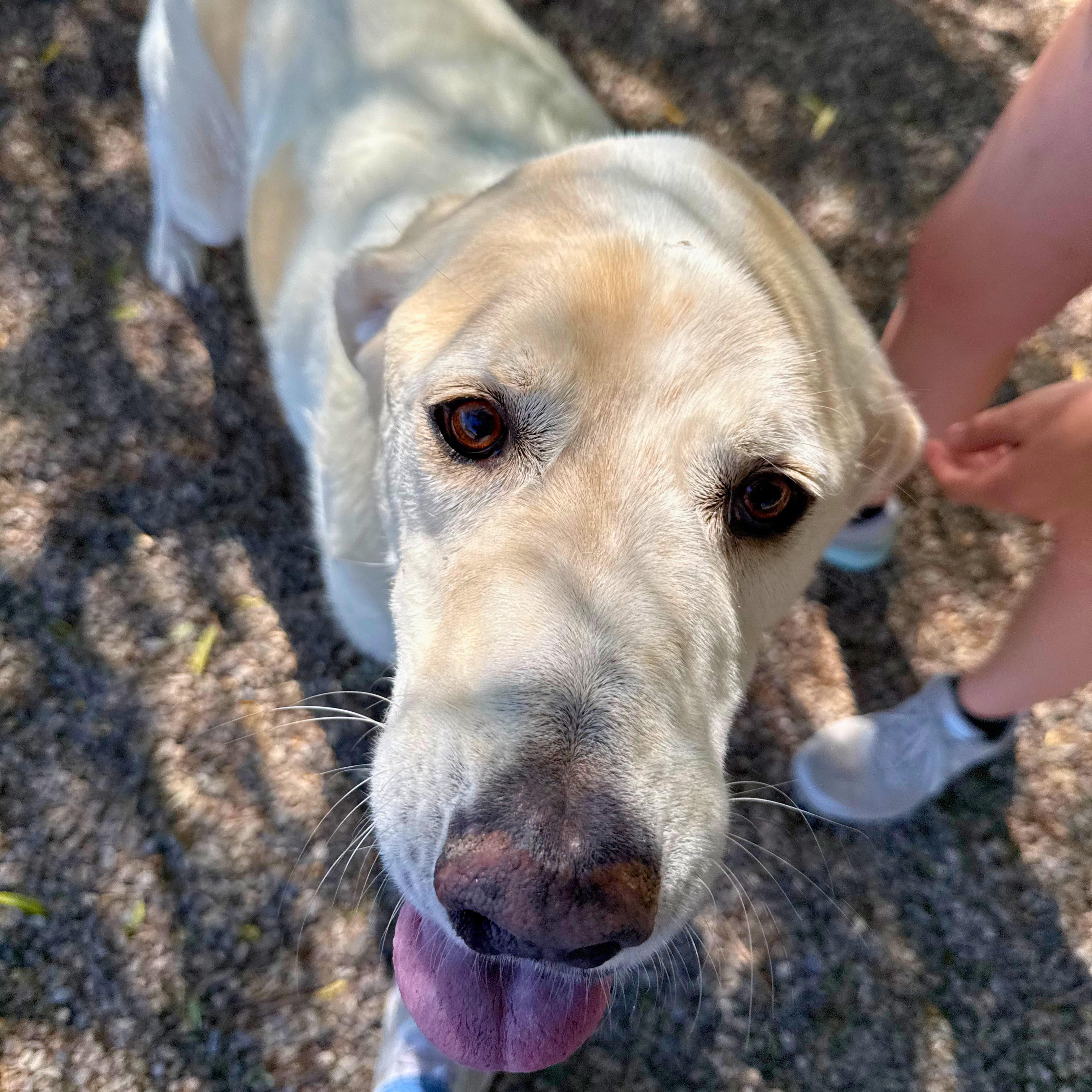 Koda - Delta, a Adoptable mixed breed in Delta, CO image 3/5