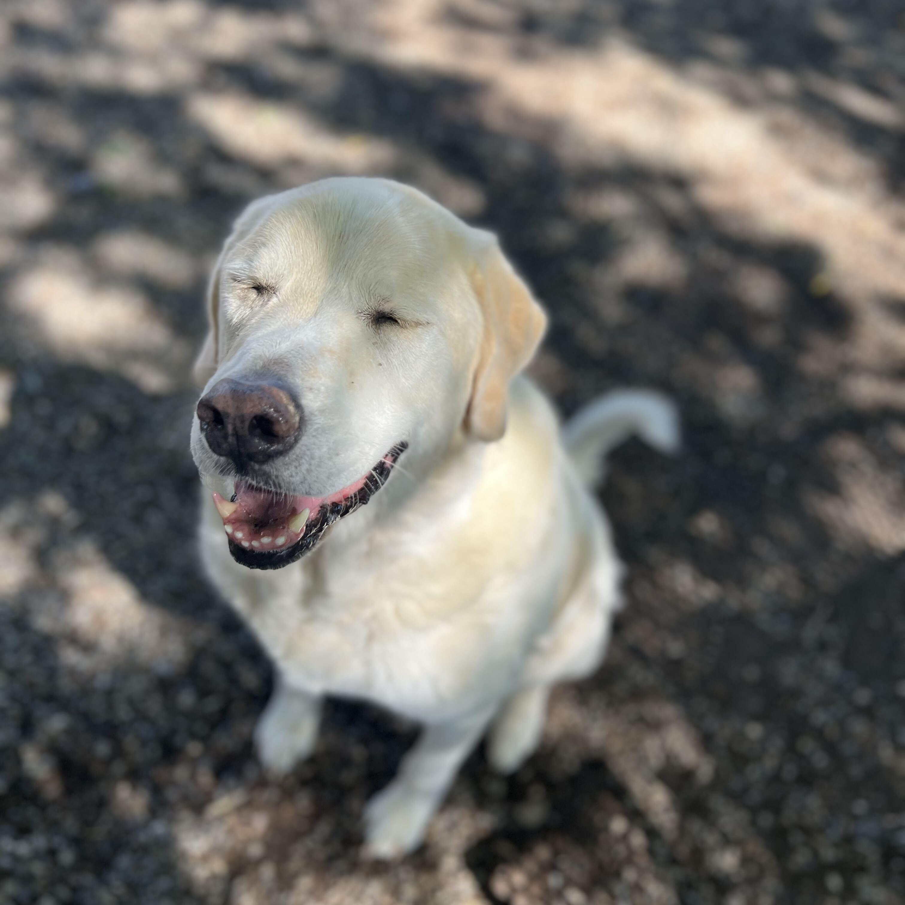 Enlarge Koda - Delta, a Adopted mixed breed in Delta, CO image 5/6