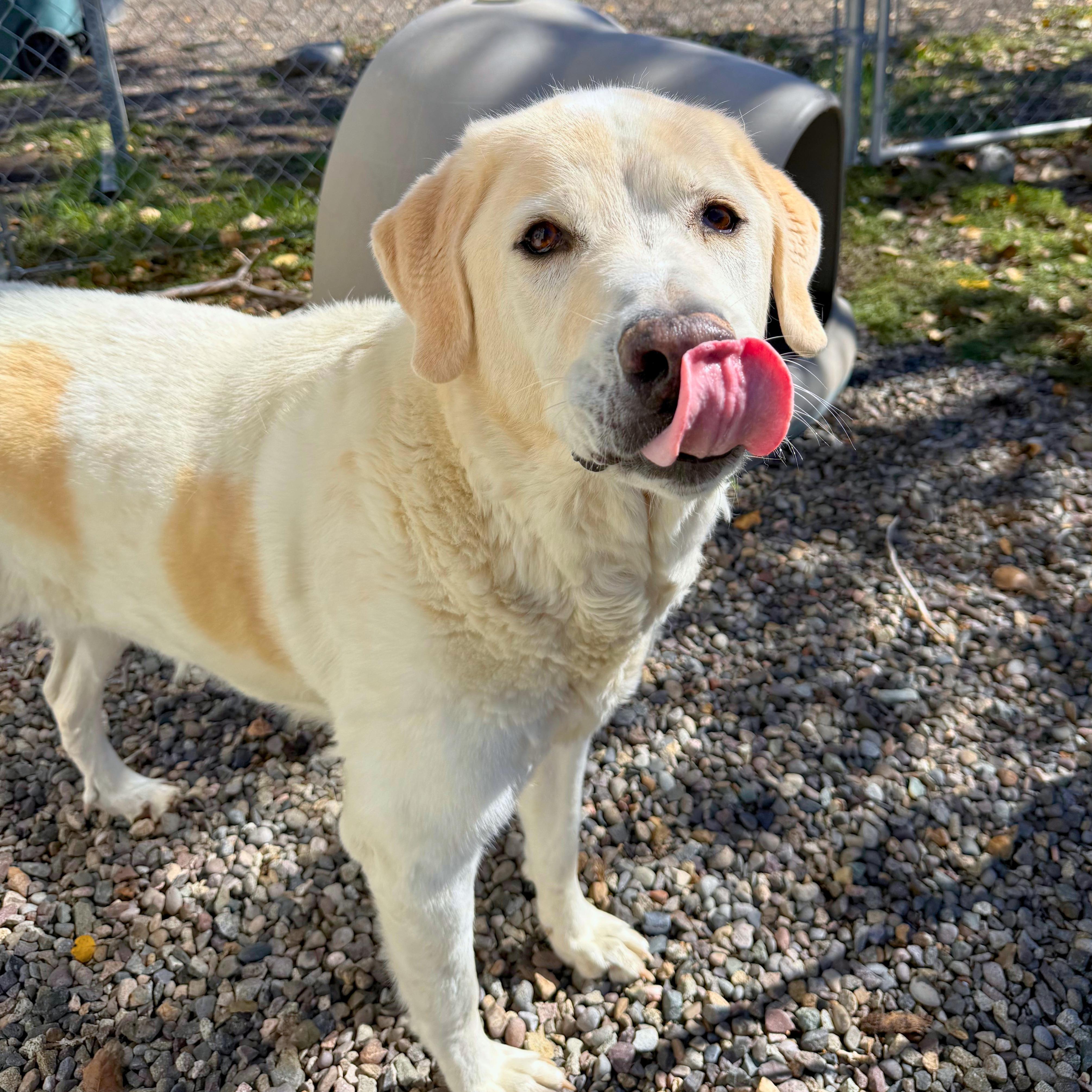 Enlarge Koda - Delta, a Adopted mixed breed in Delta, CO image 1/6