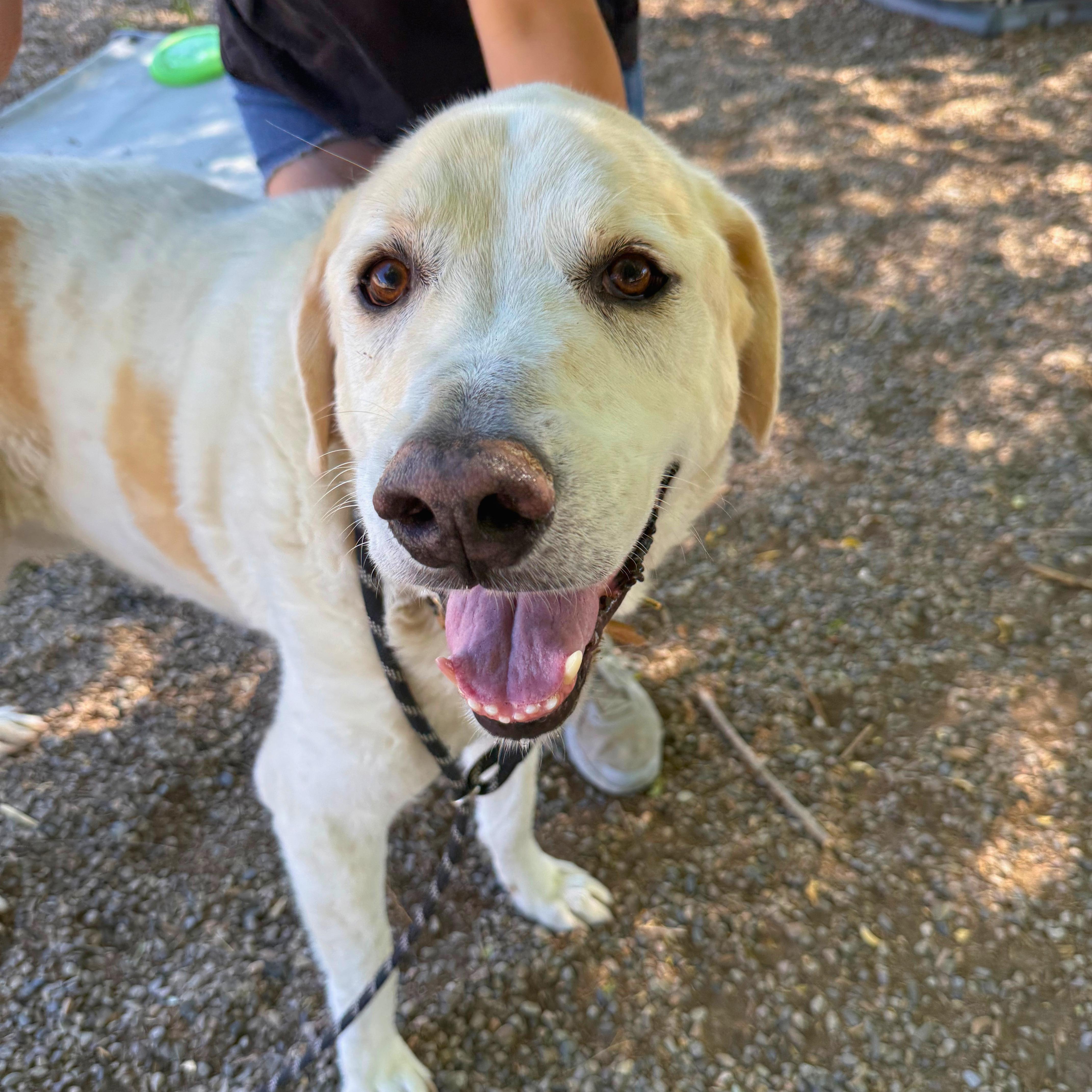 Koda - Delta, Adoptable, Adult Male Great Pyrenees.