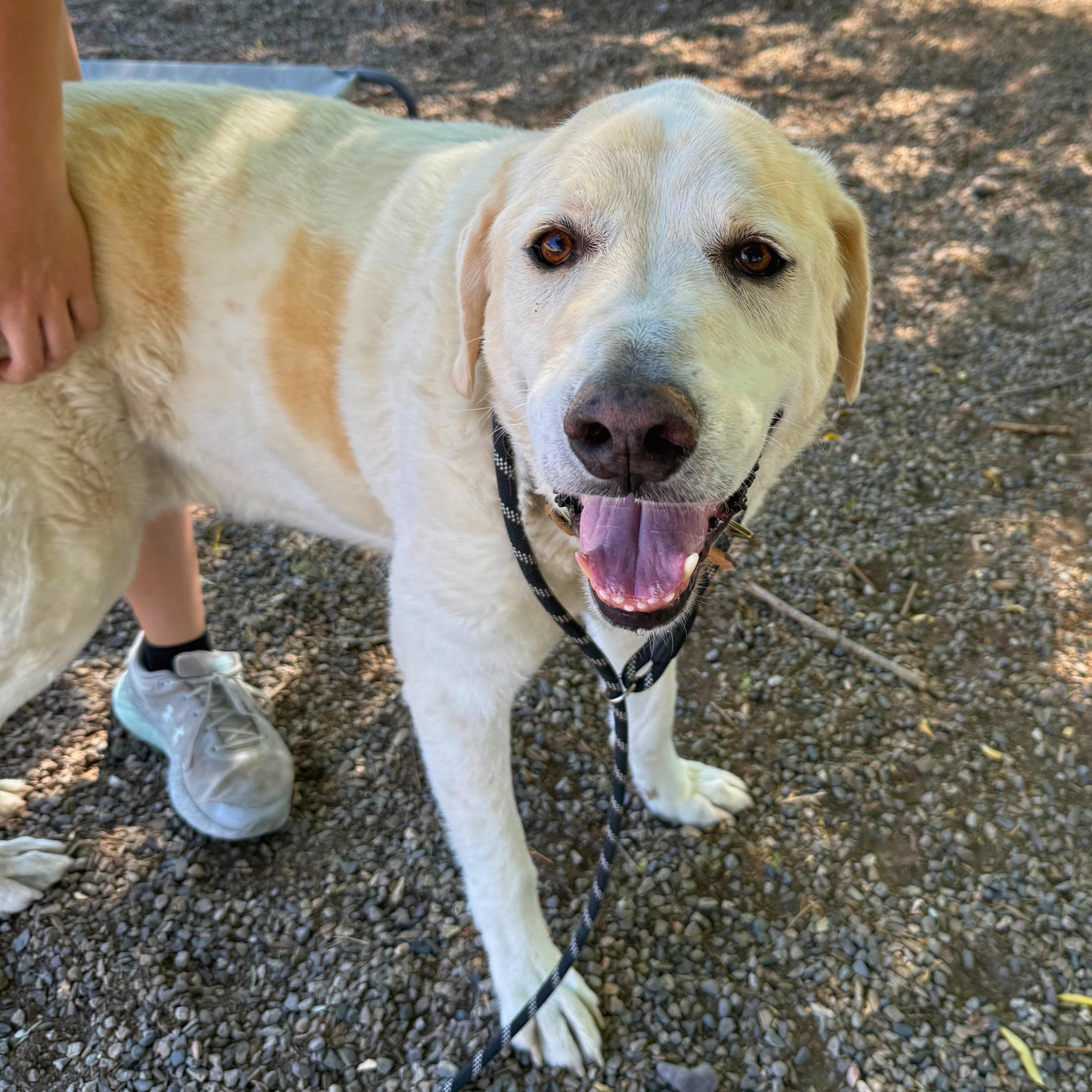 Koda - Delta, a Adoptable mixed breed in Delta, CO image 2/5