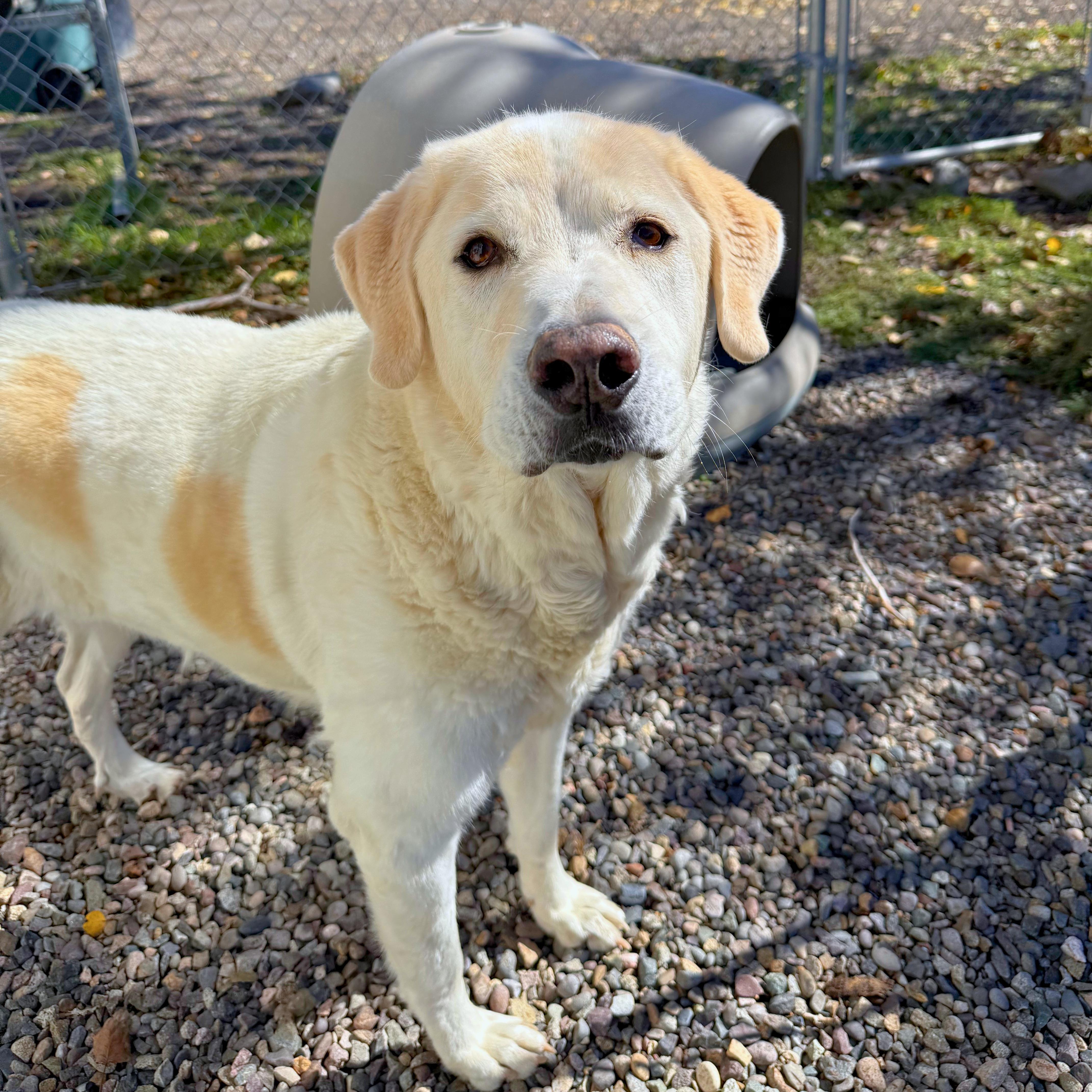 Enlarge Koda - Delta, a Adopted mixed breed in Delta, CO image 6/6