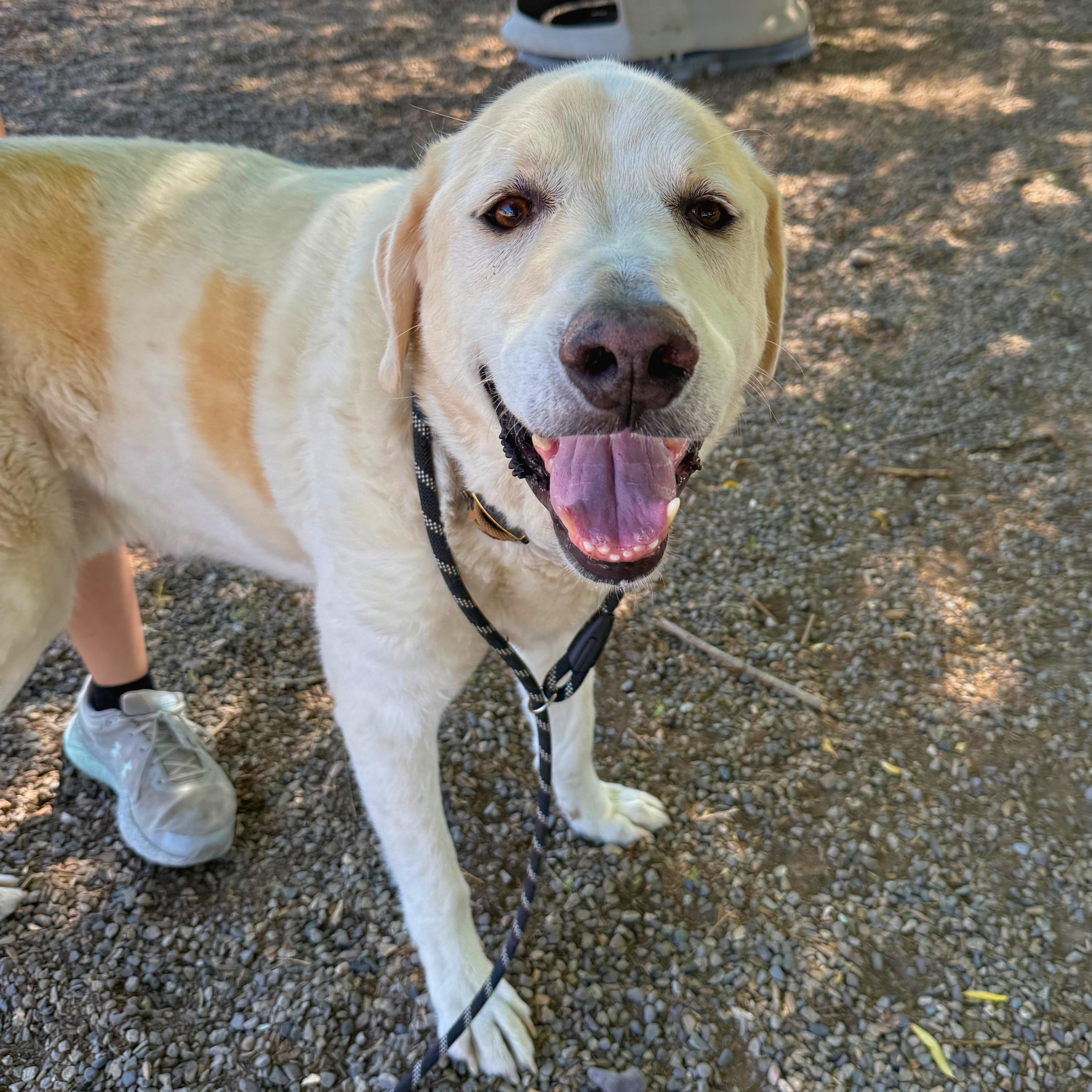 Koda - Delta, a Adoptable mixed breed in Delta, CO image 5/5