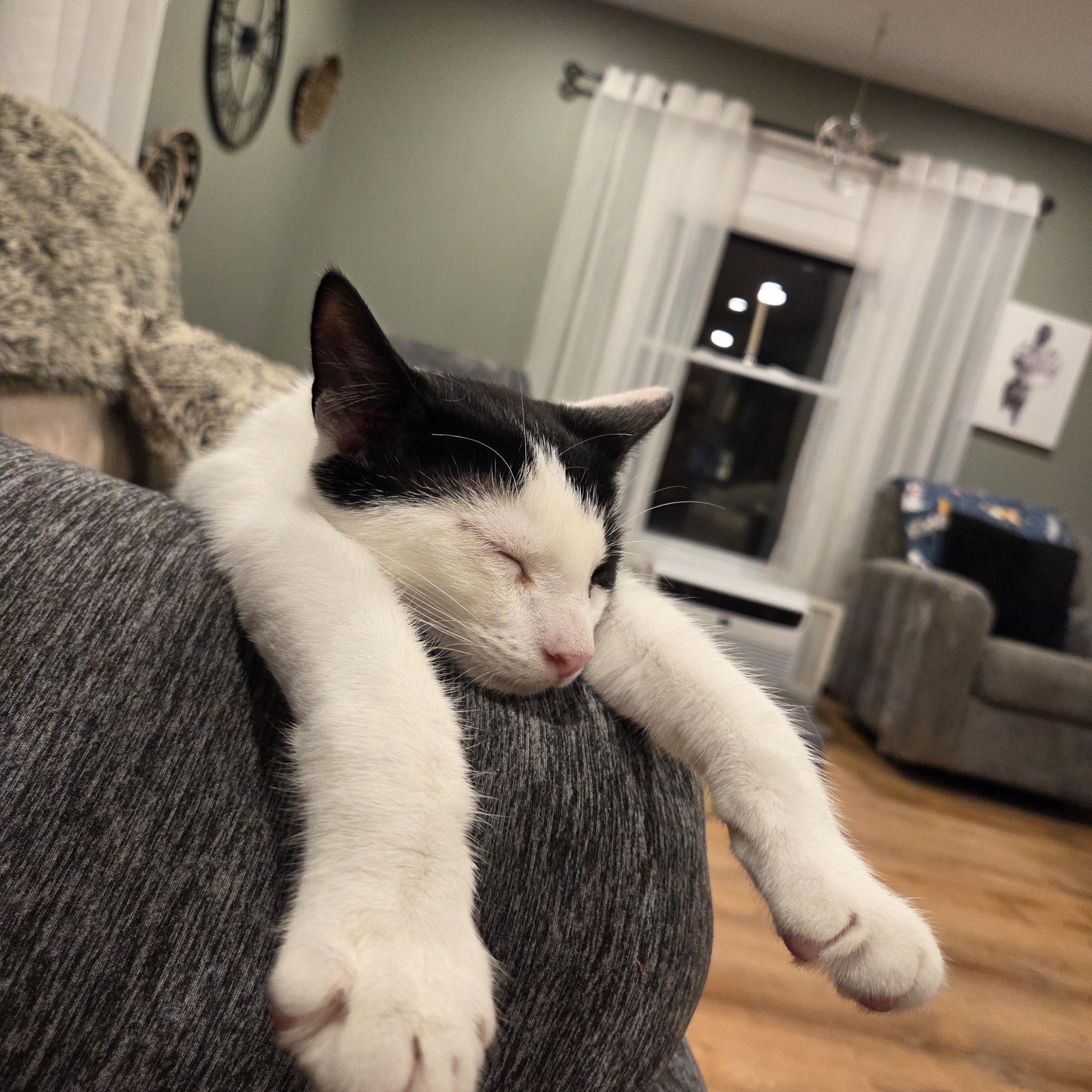 Enlarge Pho, a ADOPTABLE Domestic Short Hair in Palisades Park, NJ image 4/6