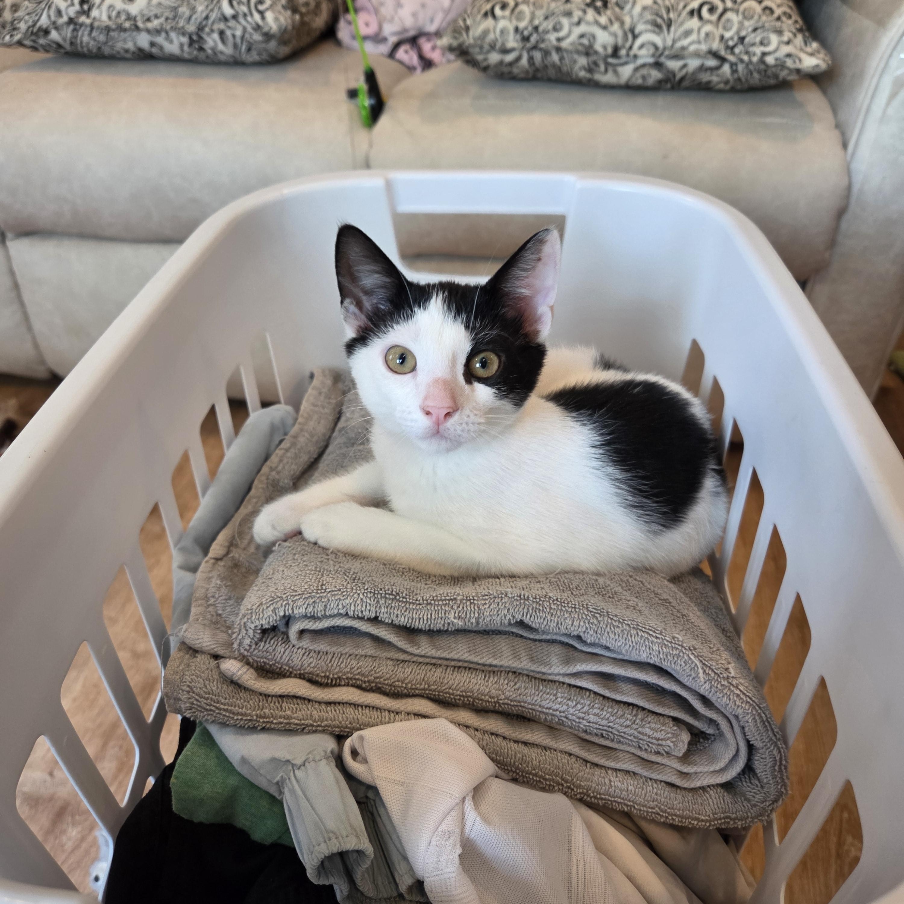 Pho, ADOPTABLE, Young Male Domestic Short Hair.