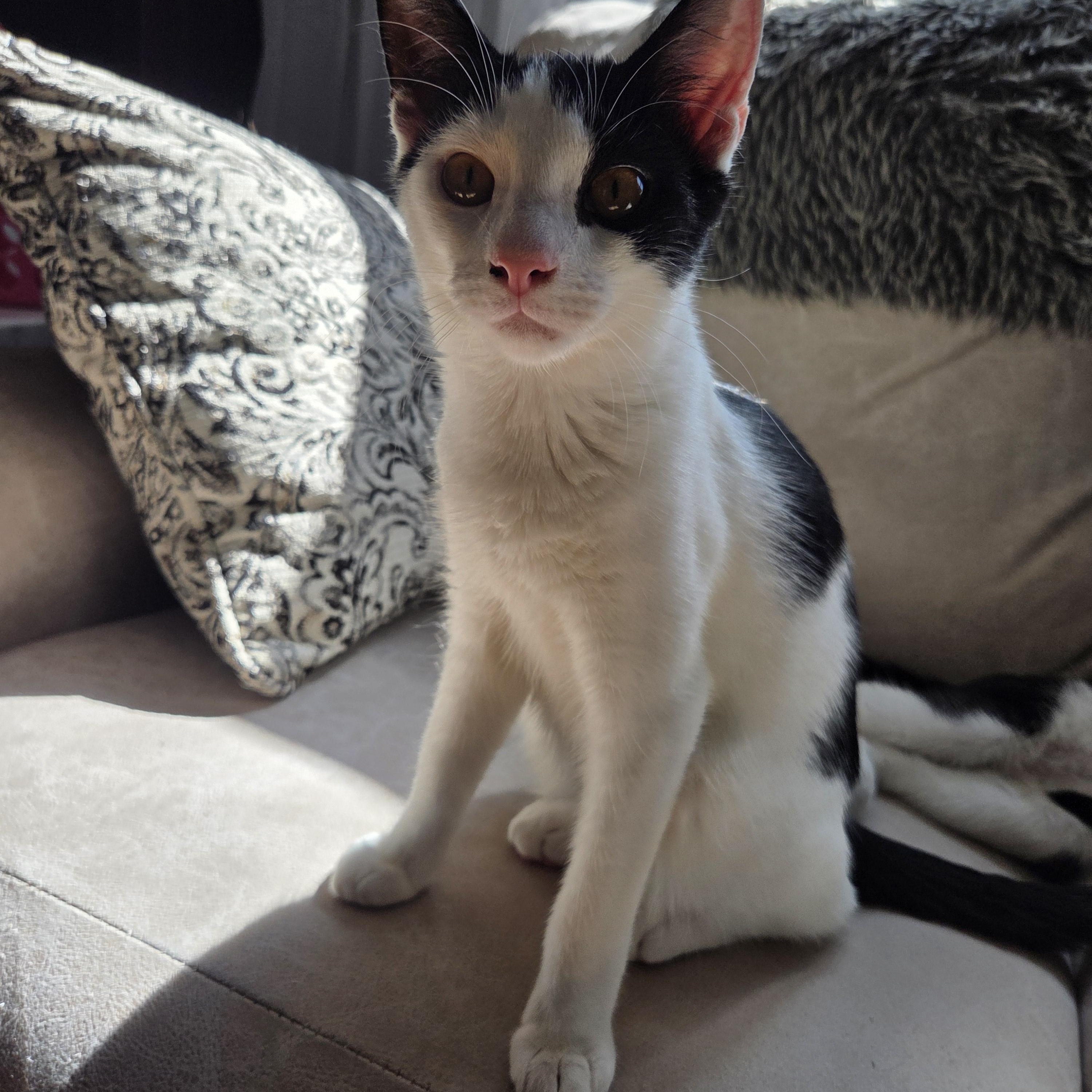 Enlarge Pho, a ADOPTABLE Domestic Short Hair in Palisades Park, NJ image 5/6