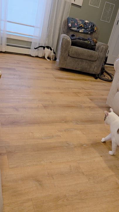 Enlarge Pho, a ADOPTABLE Domestic Short Hair in Palisades Park, NJ video 3/6