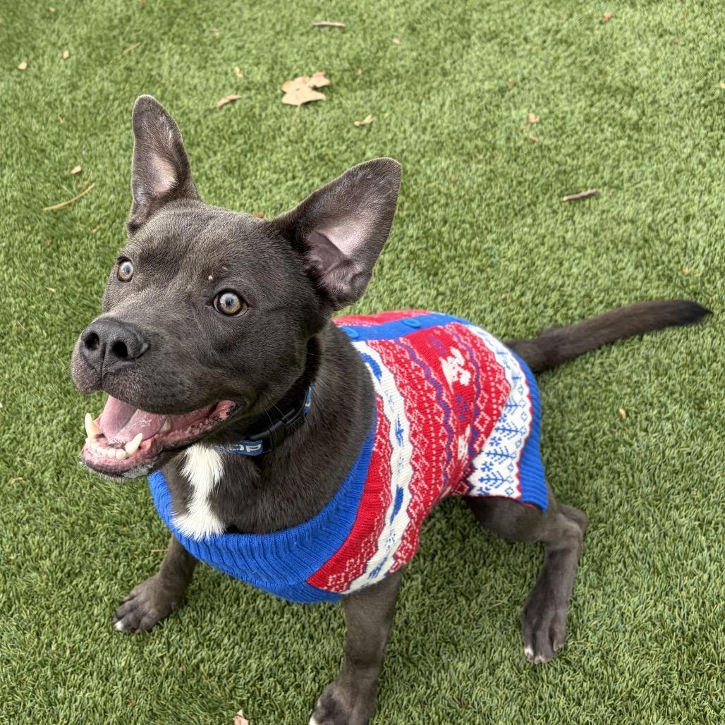 Blue, Adoptable, Adult Male Pit Bull Terrier.