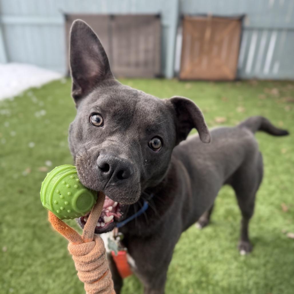 Enlarge Blue, a Adoptable Pit Bull Terrier in Troy, VA image 2/5