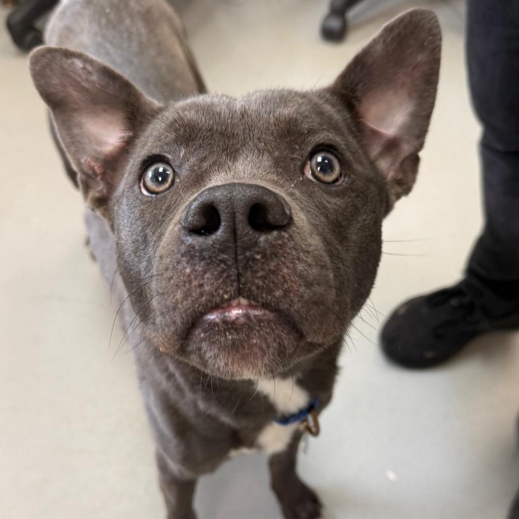 Enlarge Blue, a Adoptable Pit Bull Terrier in Troy, VA image 2/3