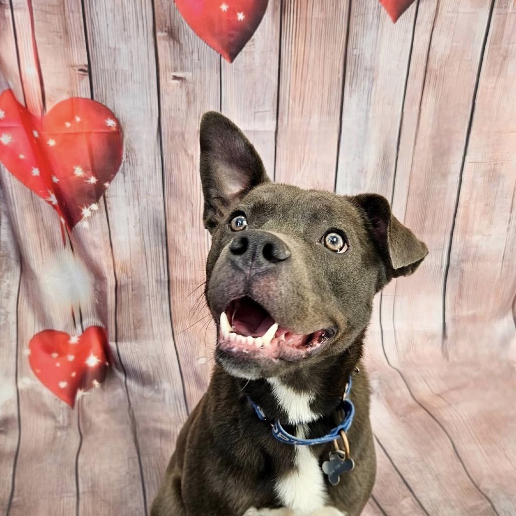 Enlarge Blue, a Adoptable Pit Bull Terrier in Troy, VA image 4/5